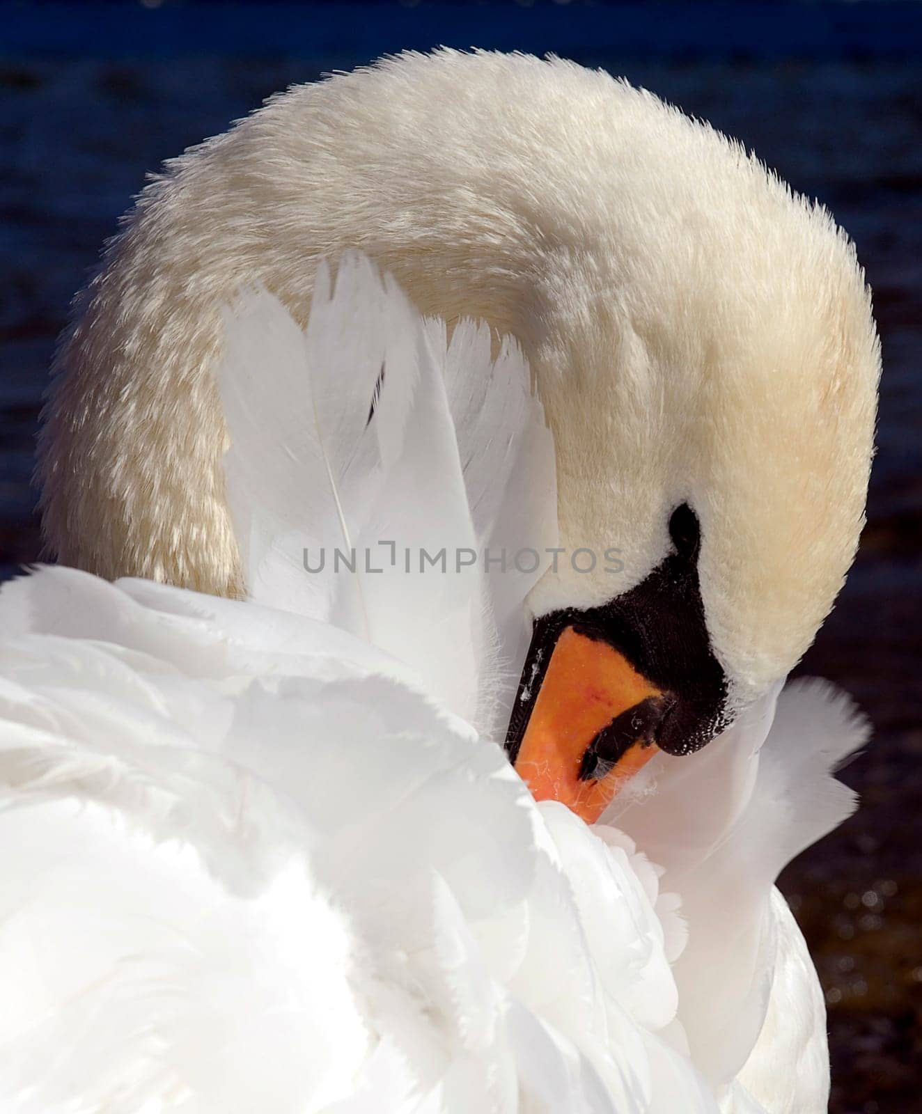 The cleanliness of the plumage is the swan's main occupation