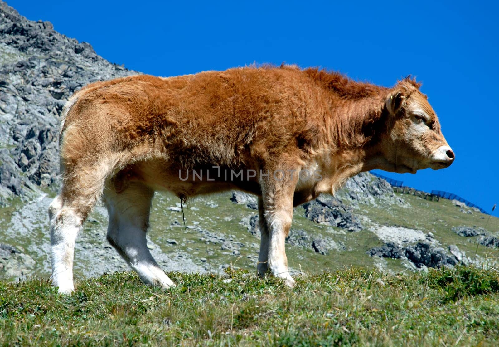 The end of the little picture story of the young bull at his first experience with the opposite sex