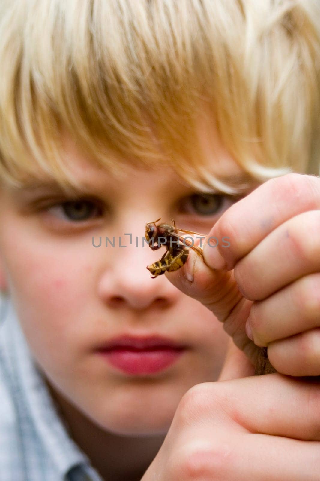 The Hornet Hypnotist