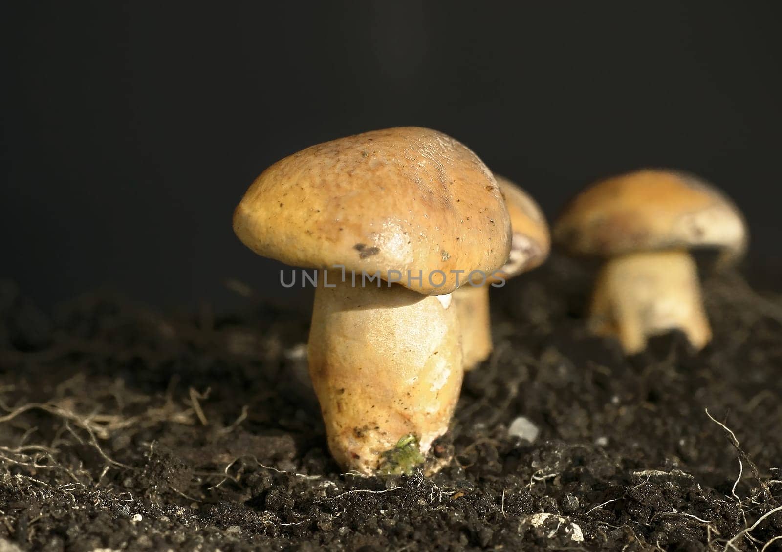 Can anyone tell me what they are?