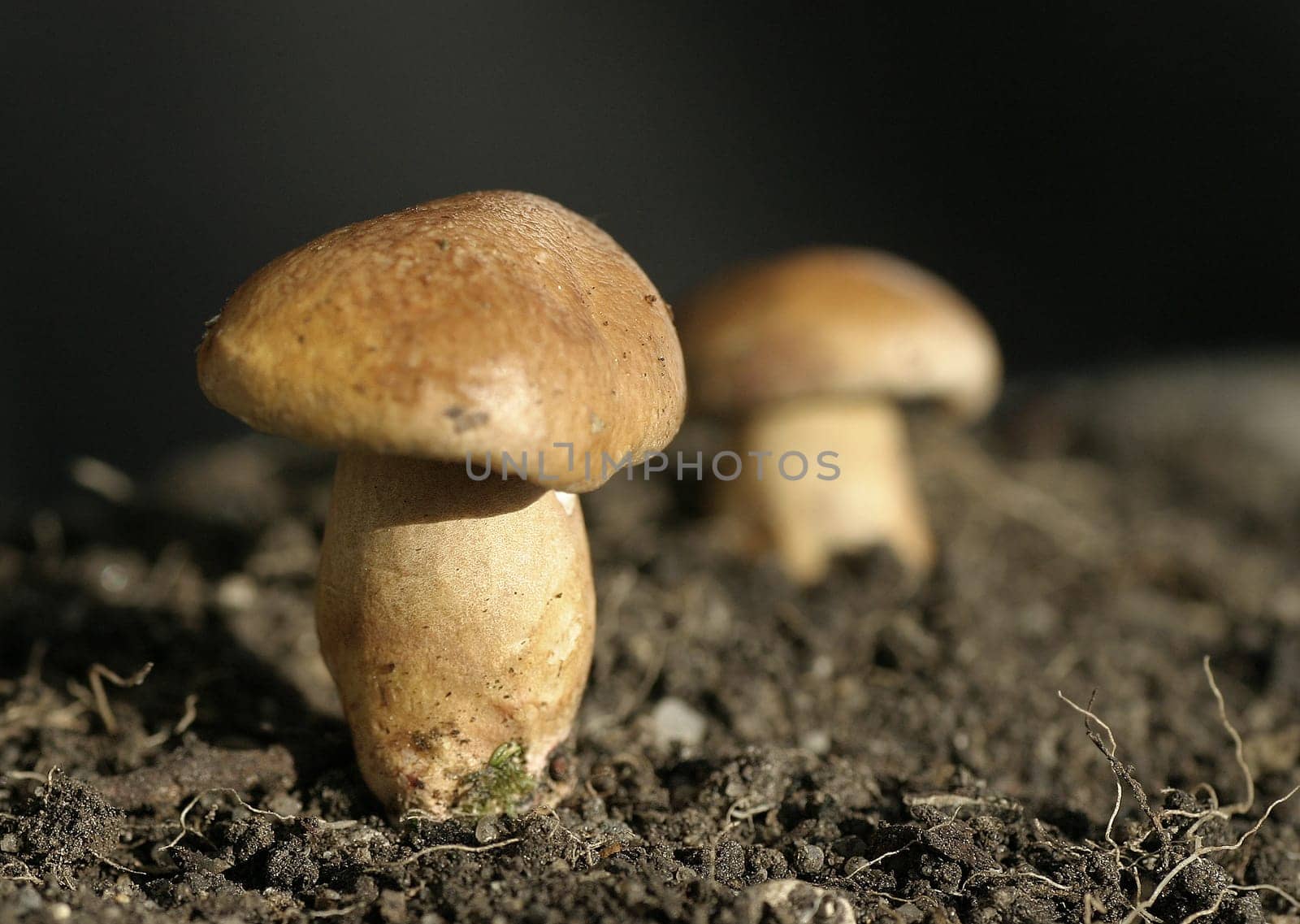 Mushroom II