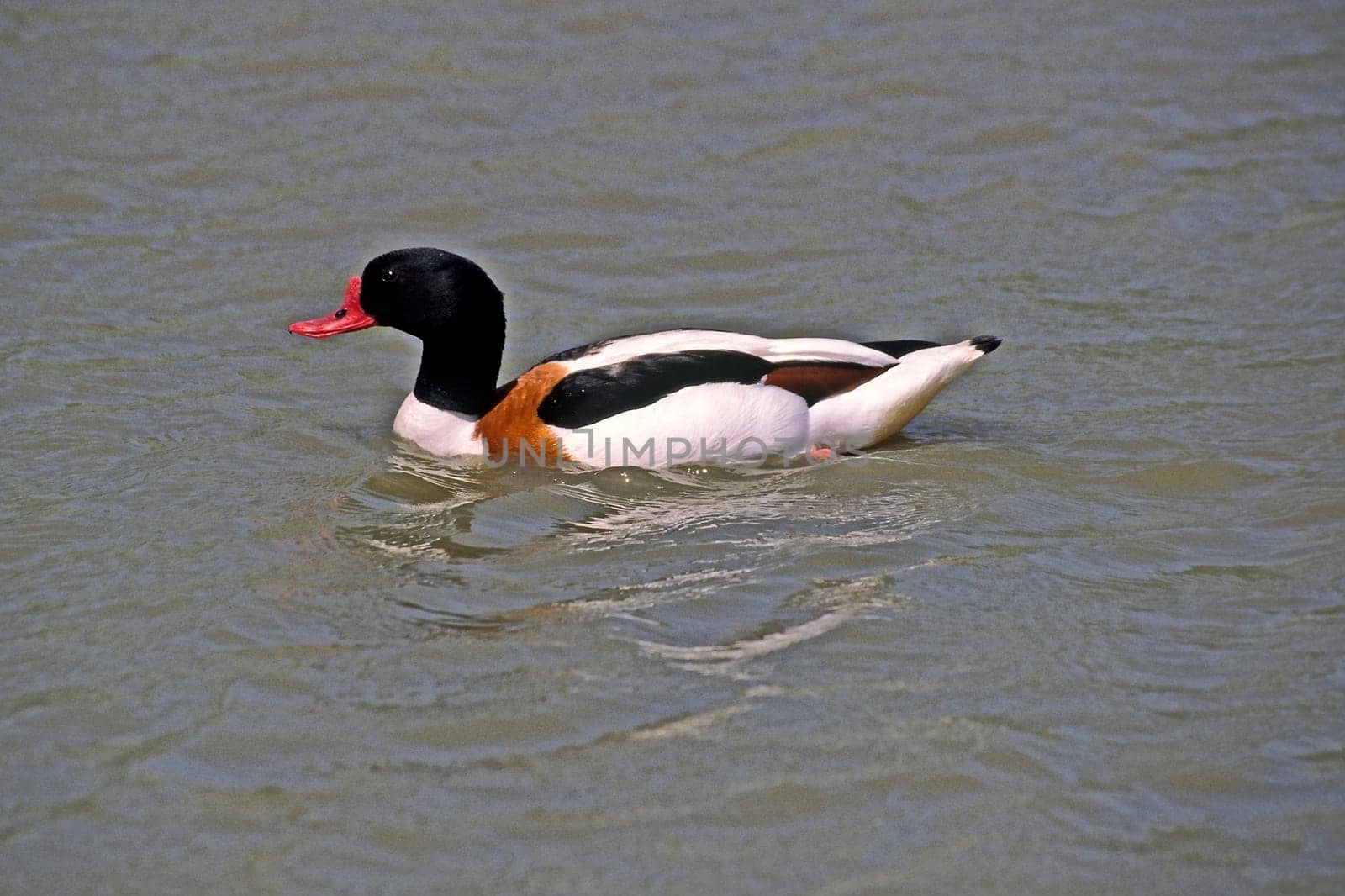 Shelduck (Shelduck) Tadorna tadorna,Shelduck,Tadorne de Belon