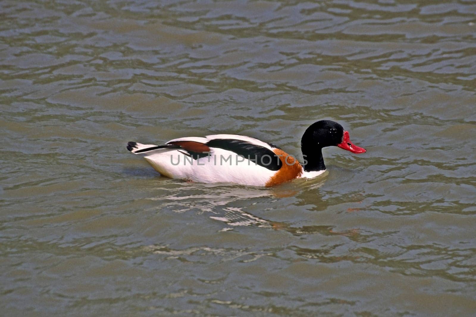 Shelduck (Shelduck) Tadorna tadorna,Shelduck,Tadorne de Belon