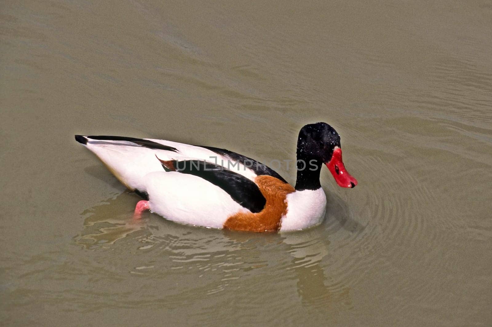 Shelduck (Shelduck) Tadorna tadorna,Shelduck,Tadorne de Belon
