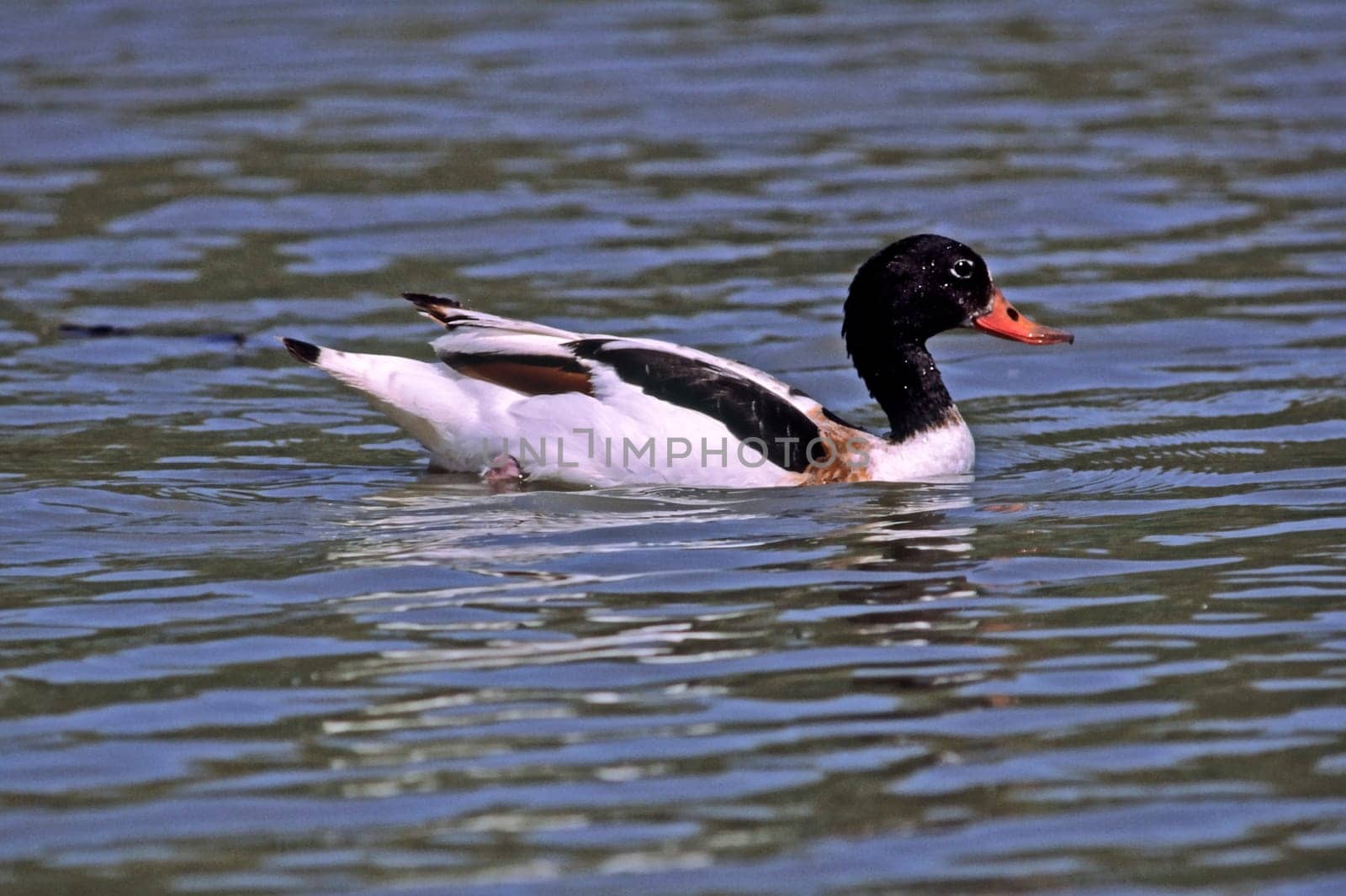 Shelduck (Shelduck) Tadorna tadorna,Shelduck,Tadorne de Belon