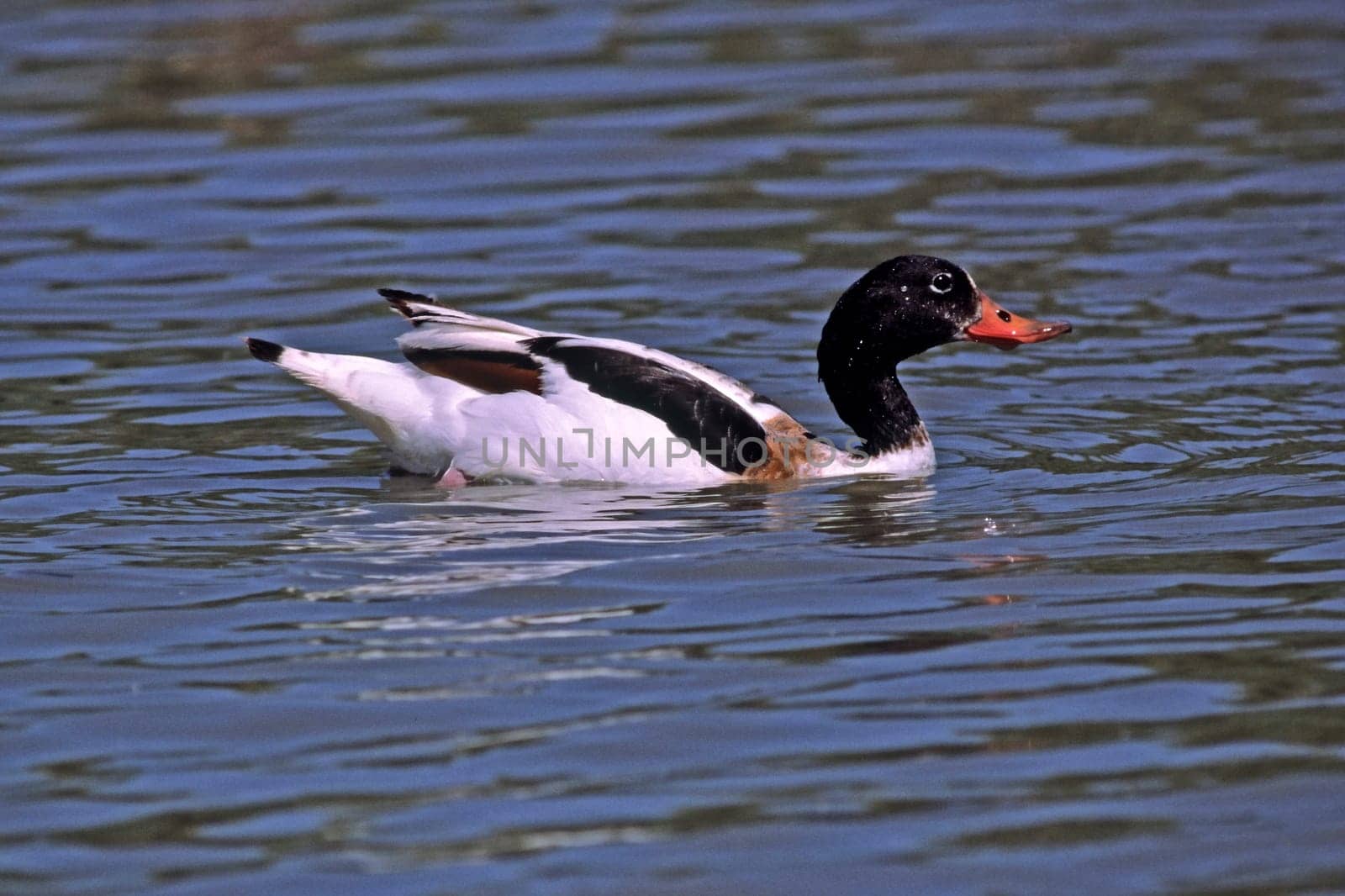 Shelduck (Shelduck) Tadorna tadorna,Shelduck,Tadorne de Belon