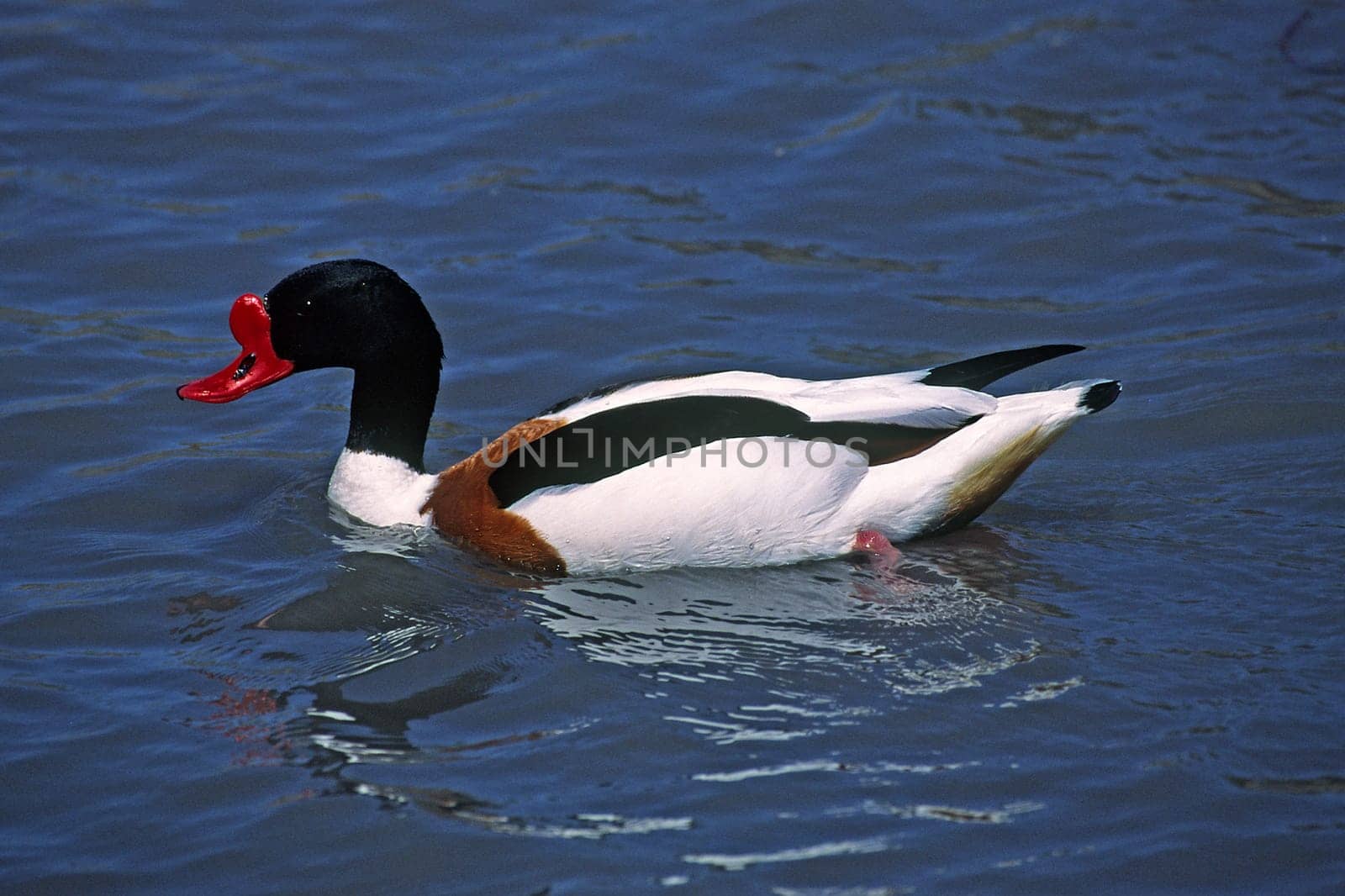 Shelduck,Shelduck,Tadorna tadorna