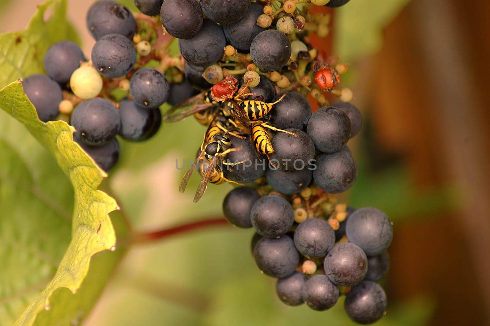 I don't think we will get much from our grapes on the terrace! The wasps eat them all bare! And even here in the north they are quite cute this year! But it also has an advantage----the wasps leave us alone