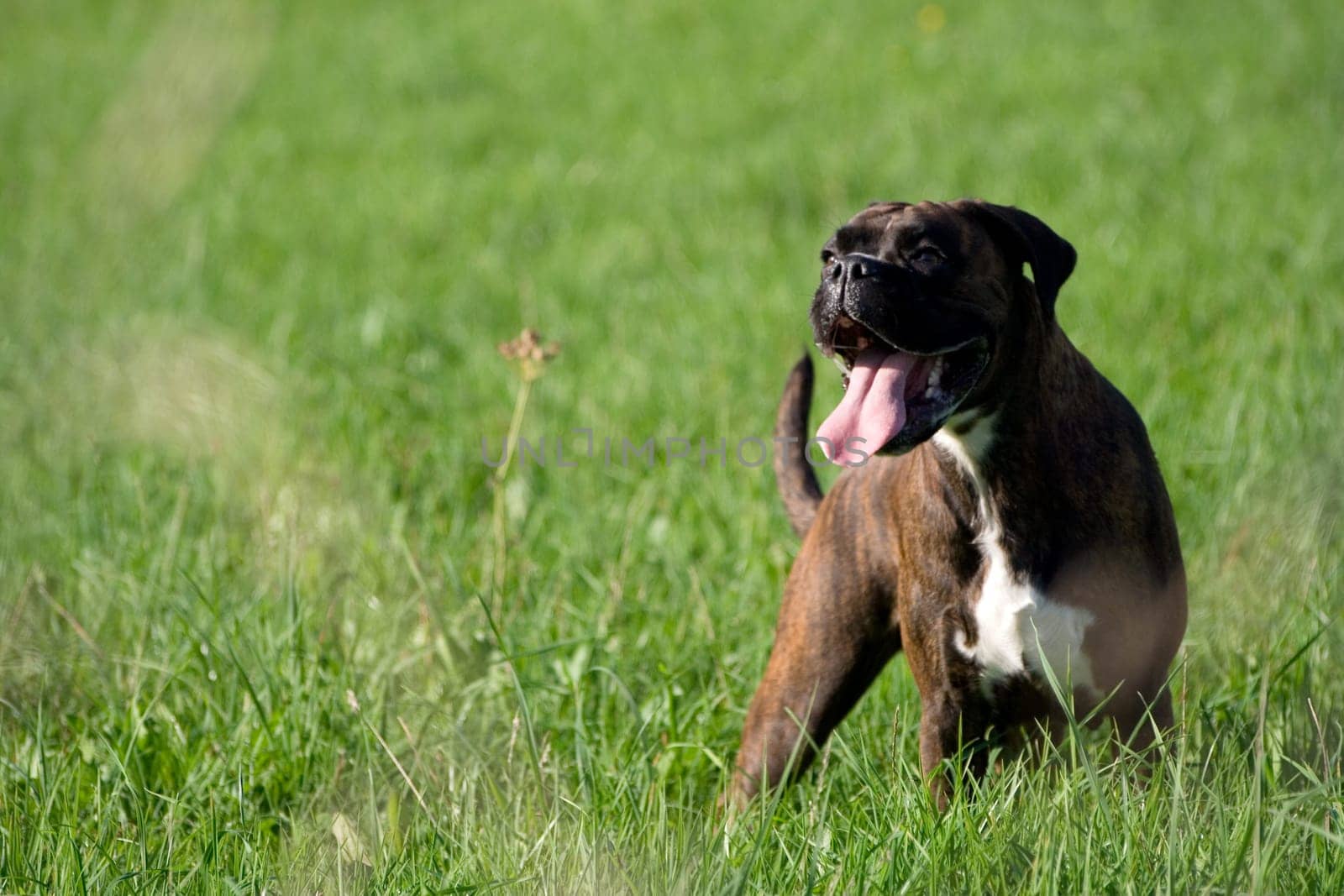 Purebred boxer in a meadow