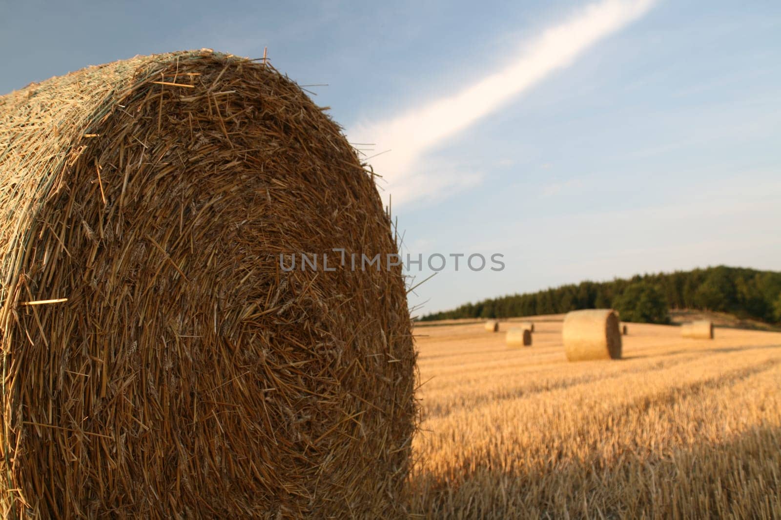 Bales on a stubble field