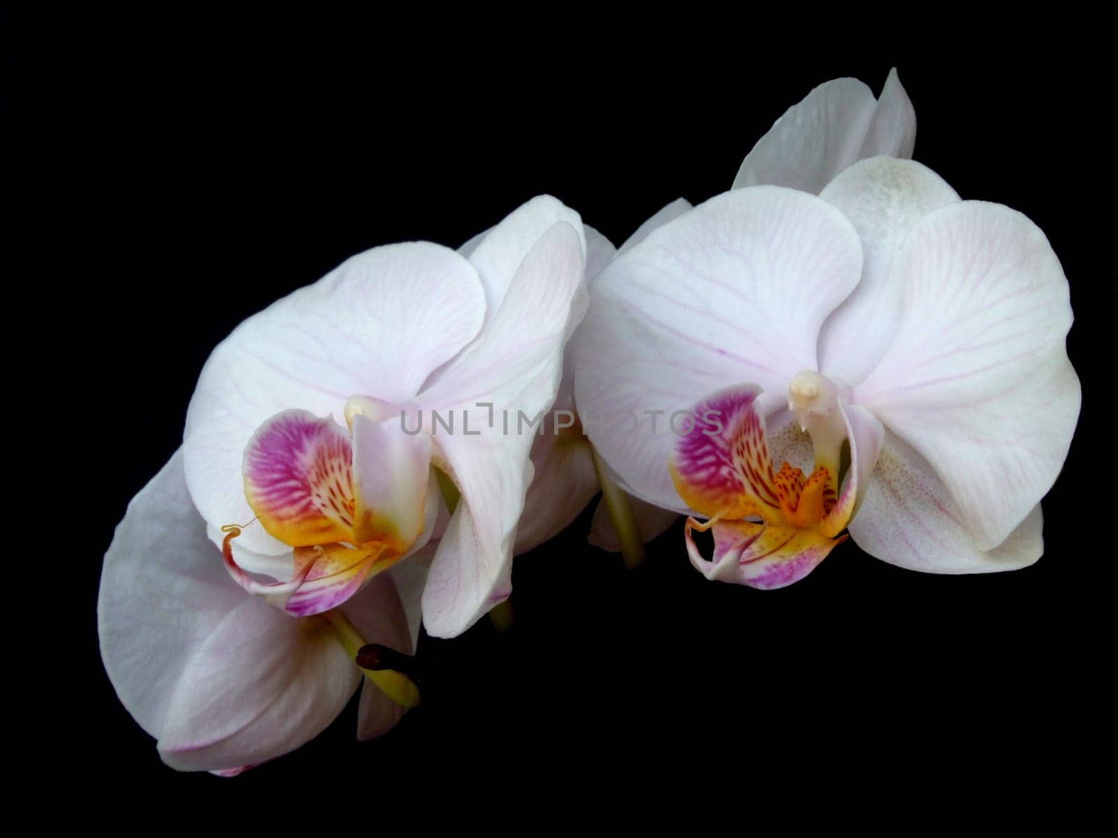 White phalaenopsis