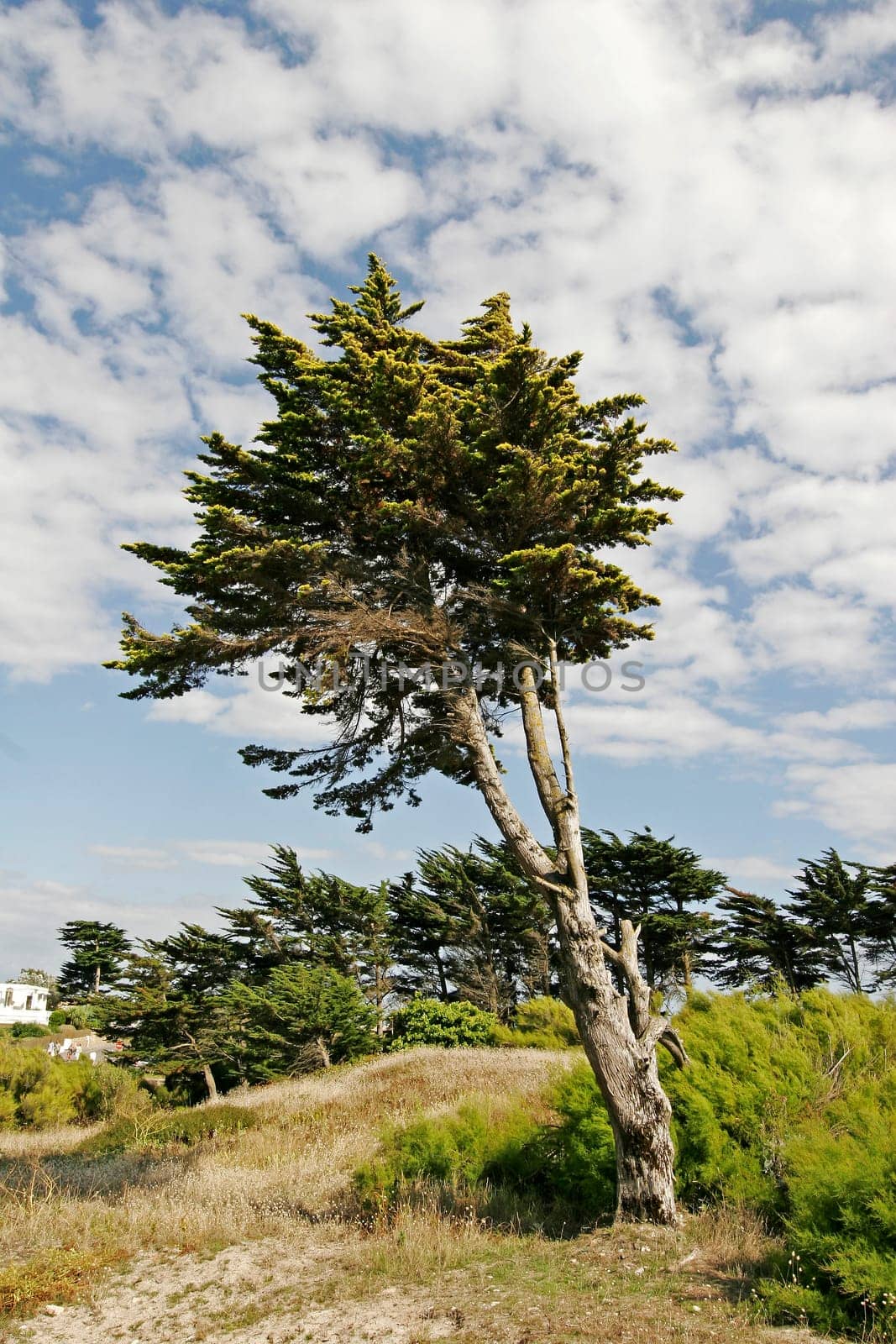 Larmor-Plage,landscape with tree