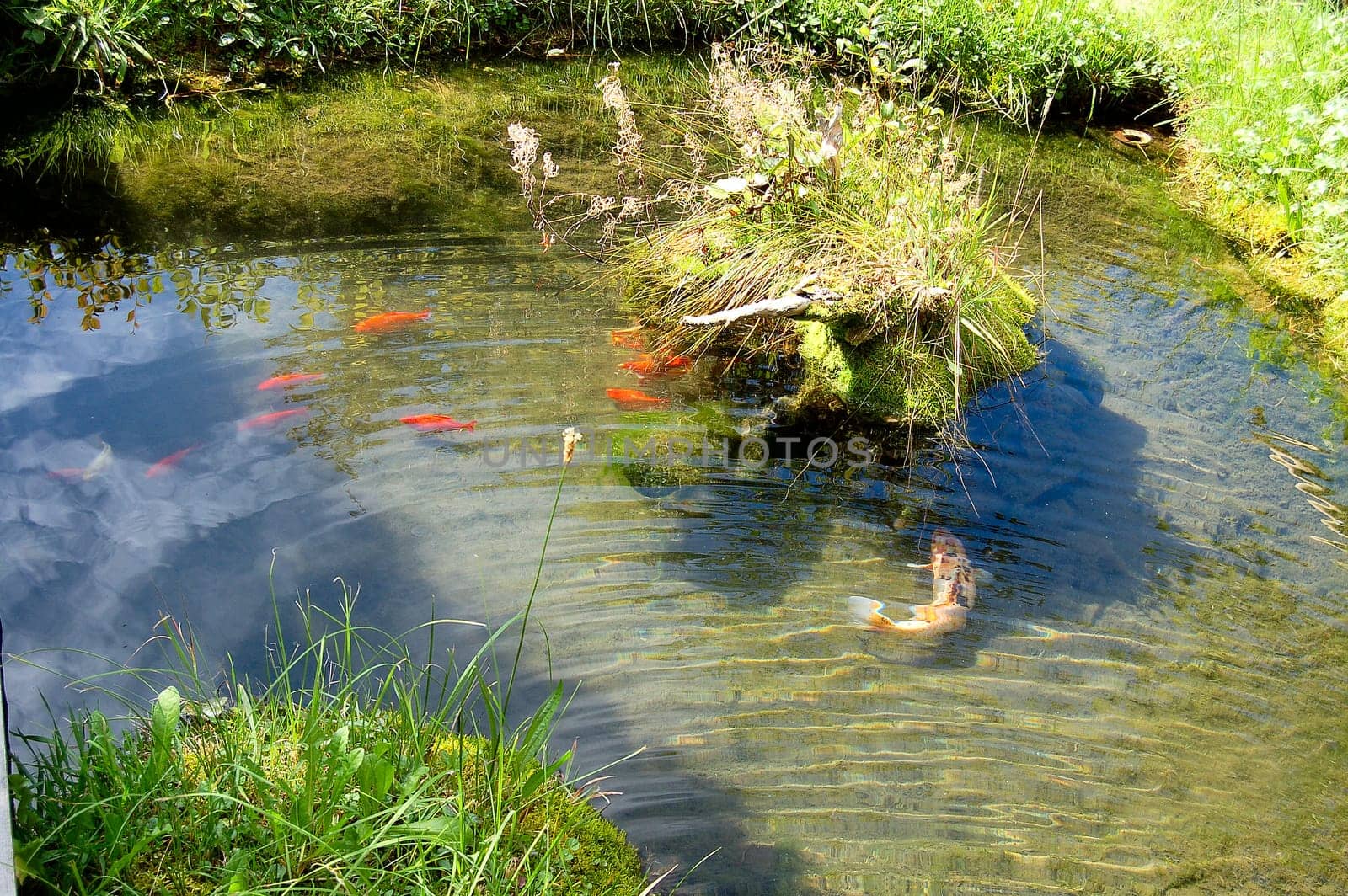 Goldfish Pond 4