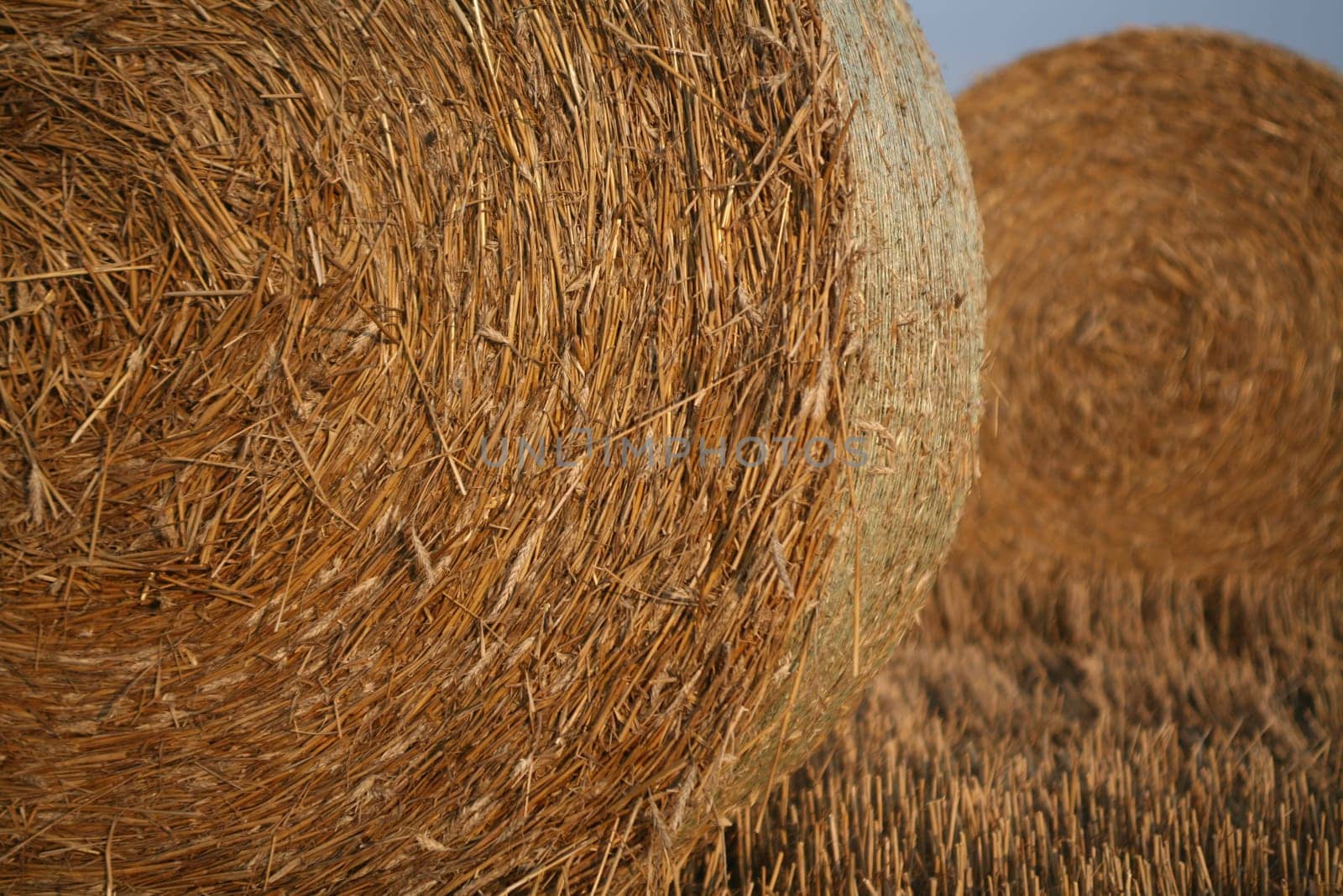 Bales on a stubble field