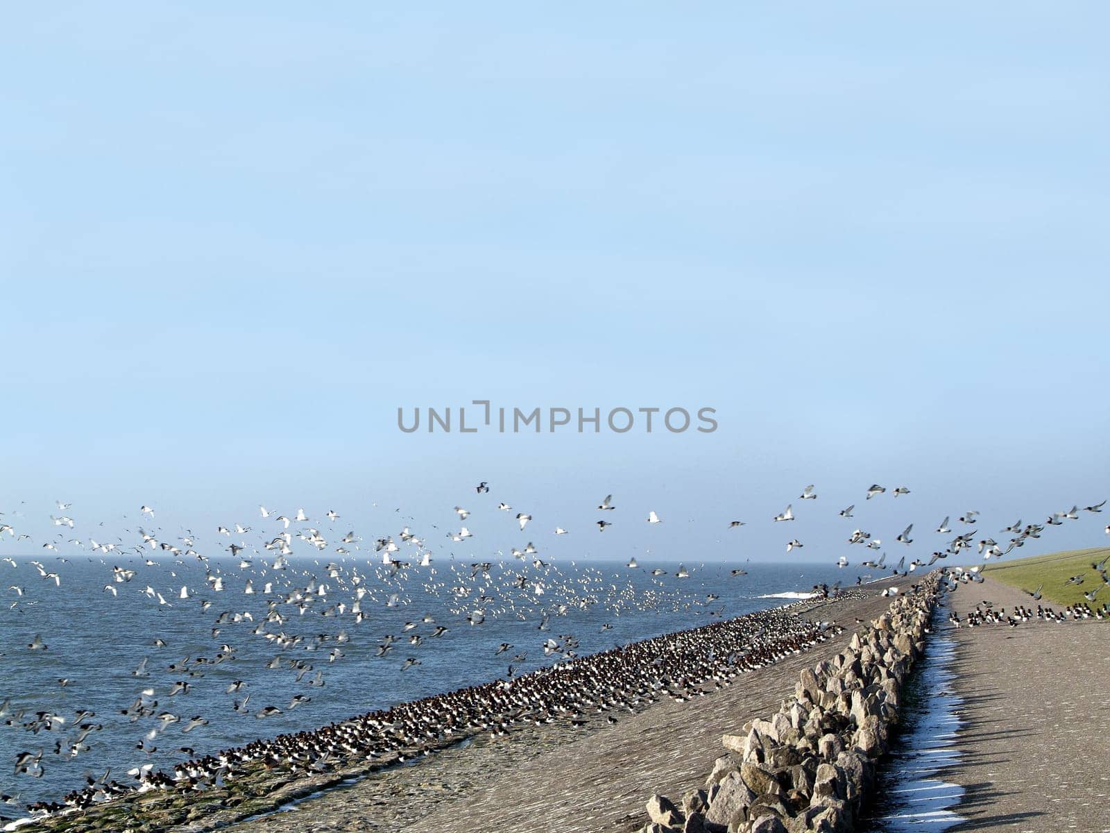 Oystercatcher
