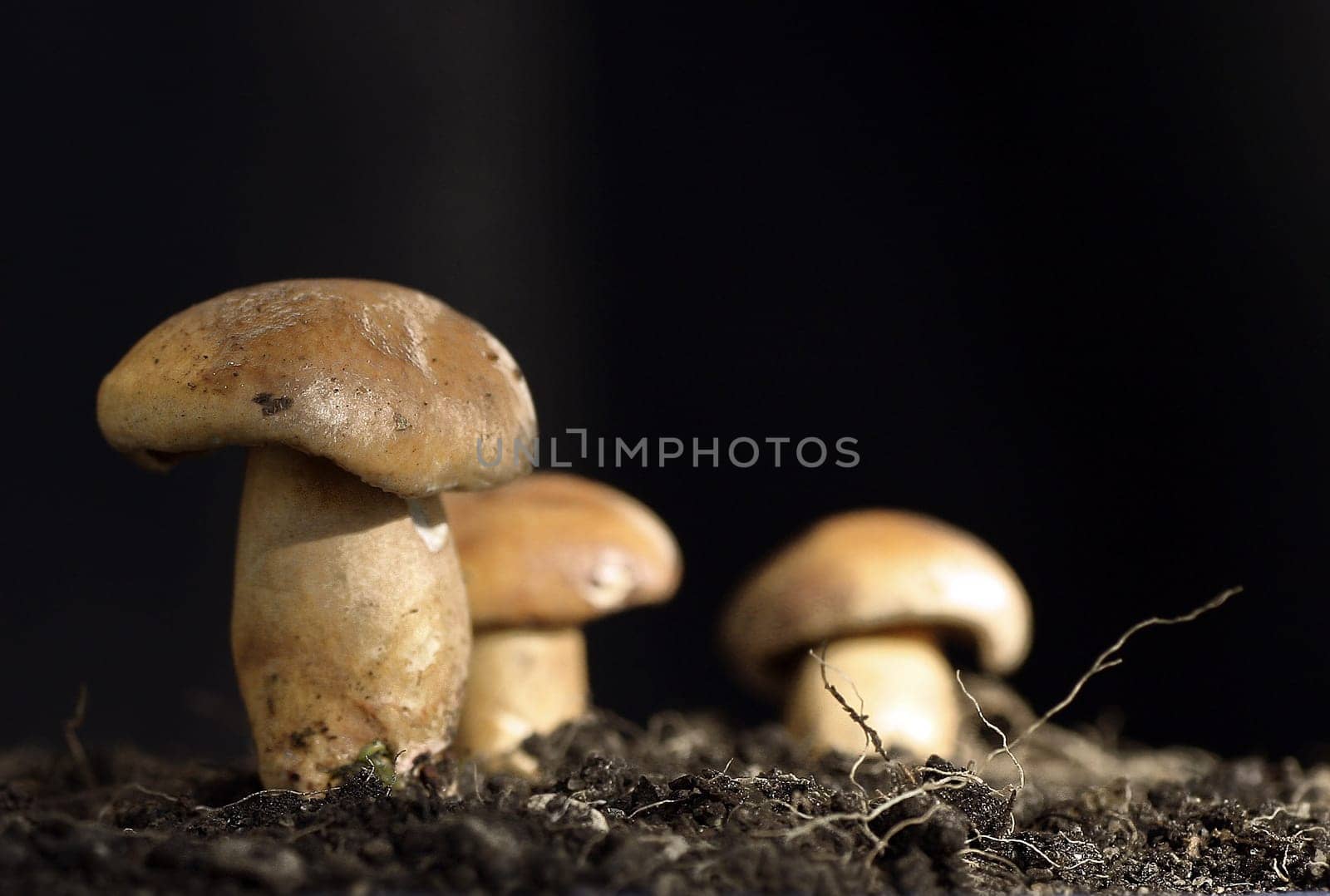 even more mushrooms