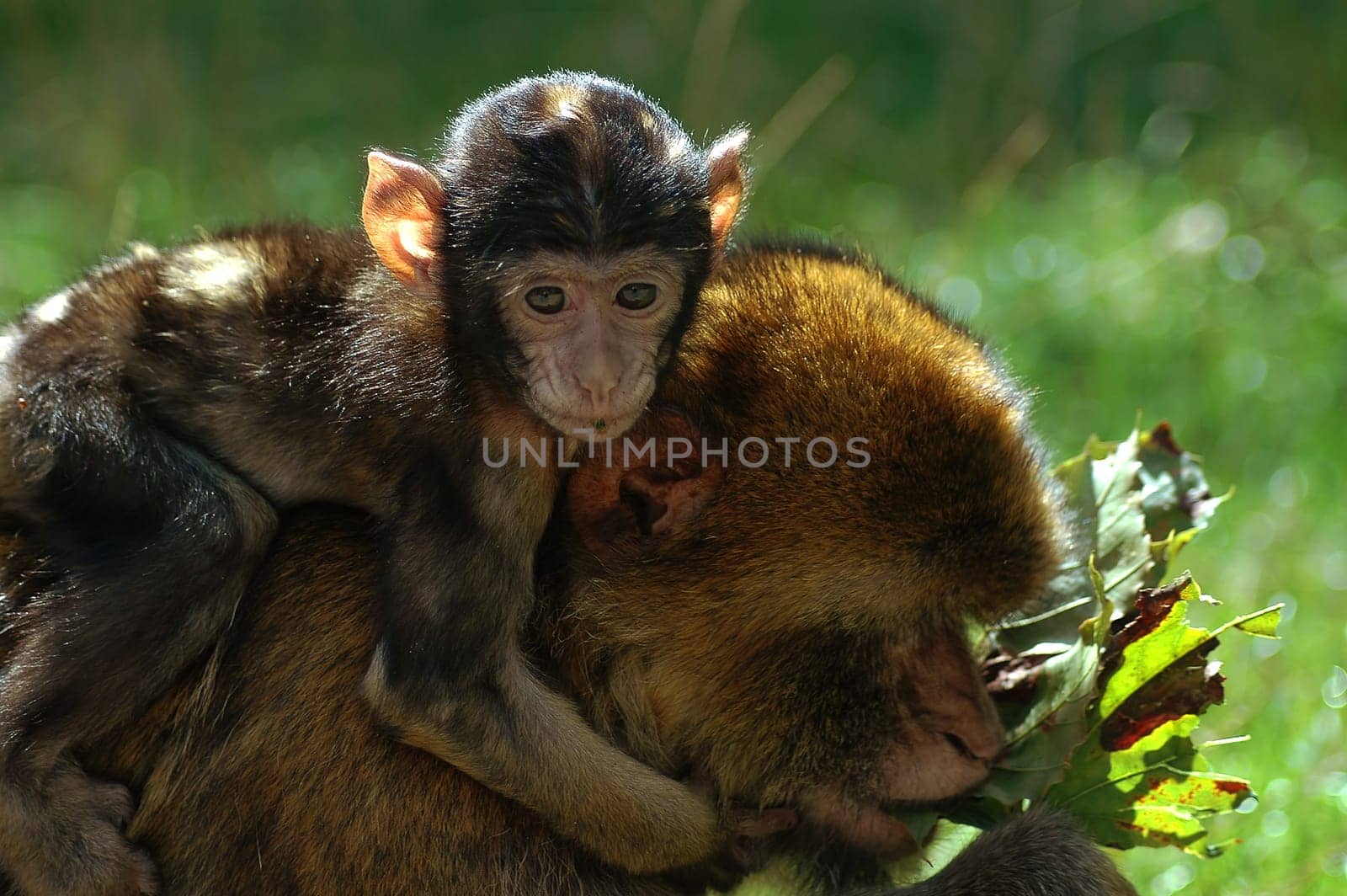 Once again one from my diverse monkey series....!