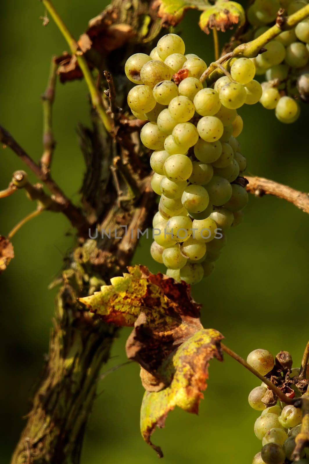 In vino veritas