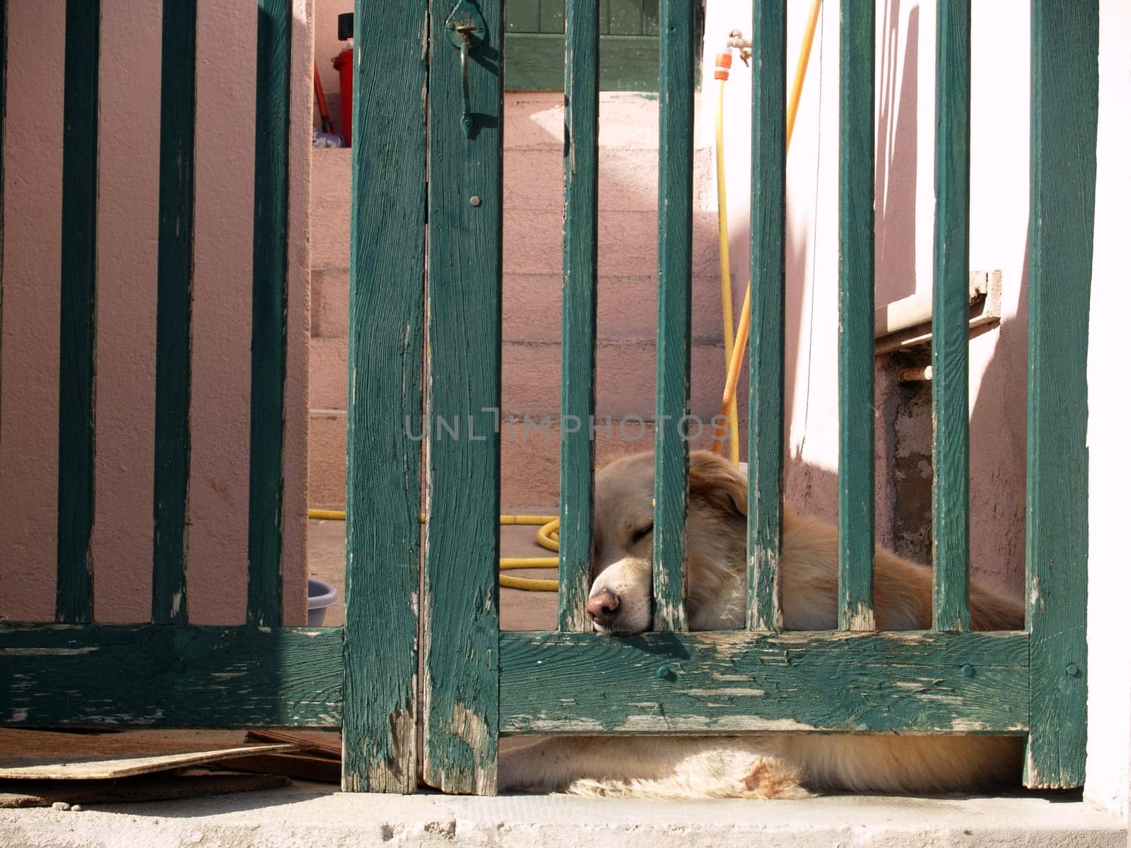 Dog in "Stintino"" Sardinia"