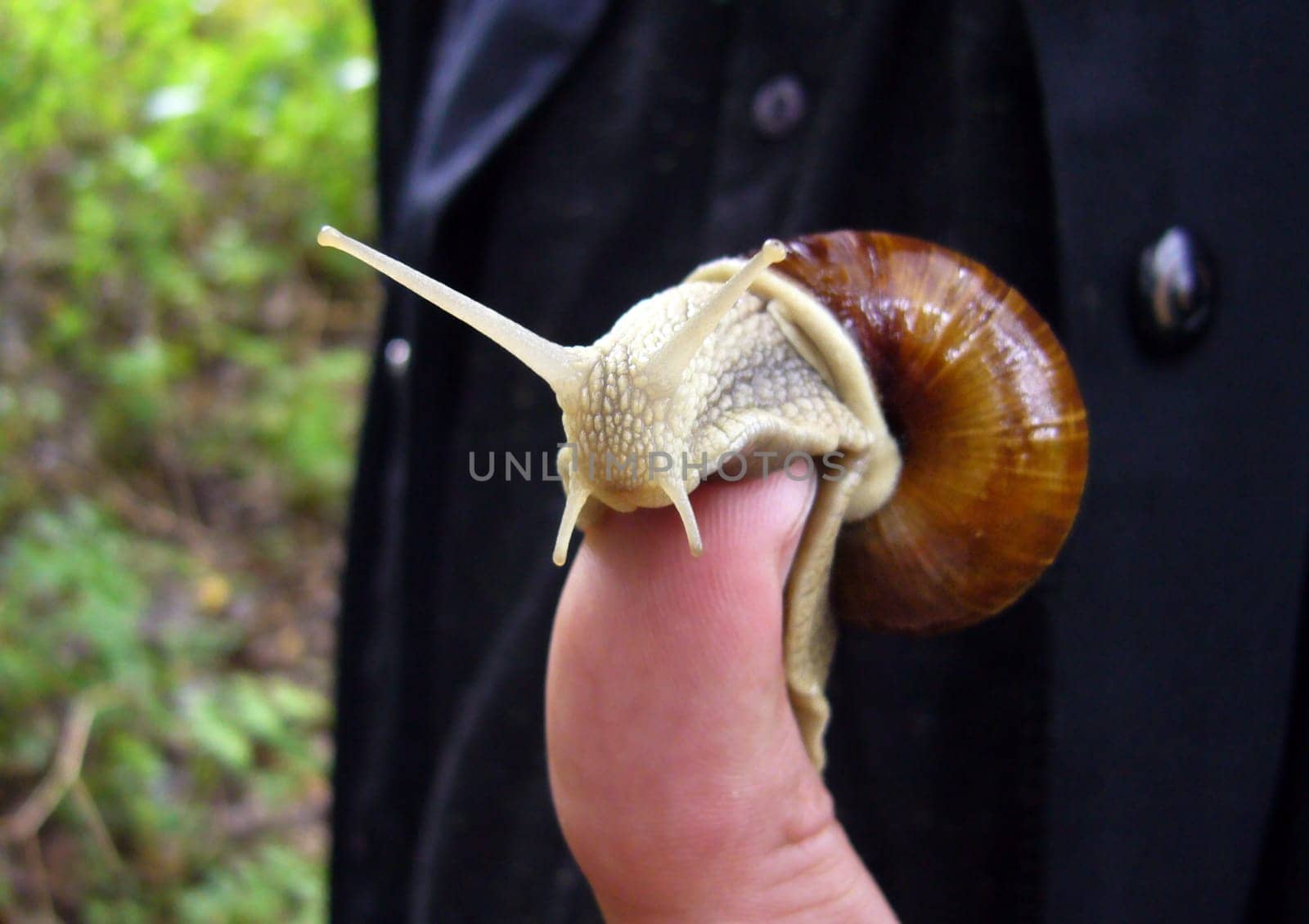 Snail