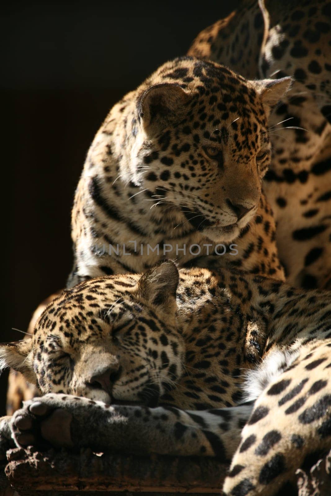 Sleek,beautiful big cats