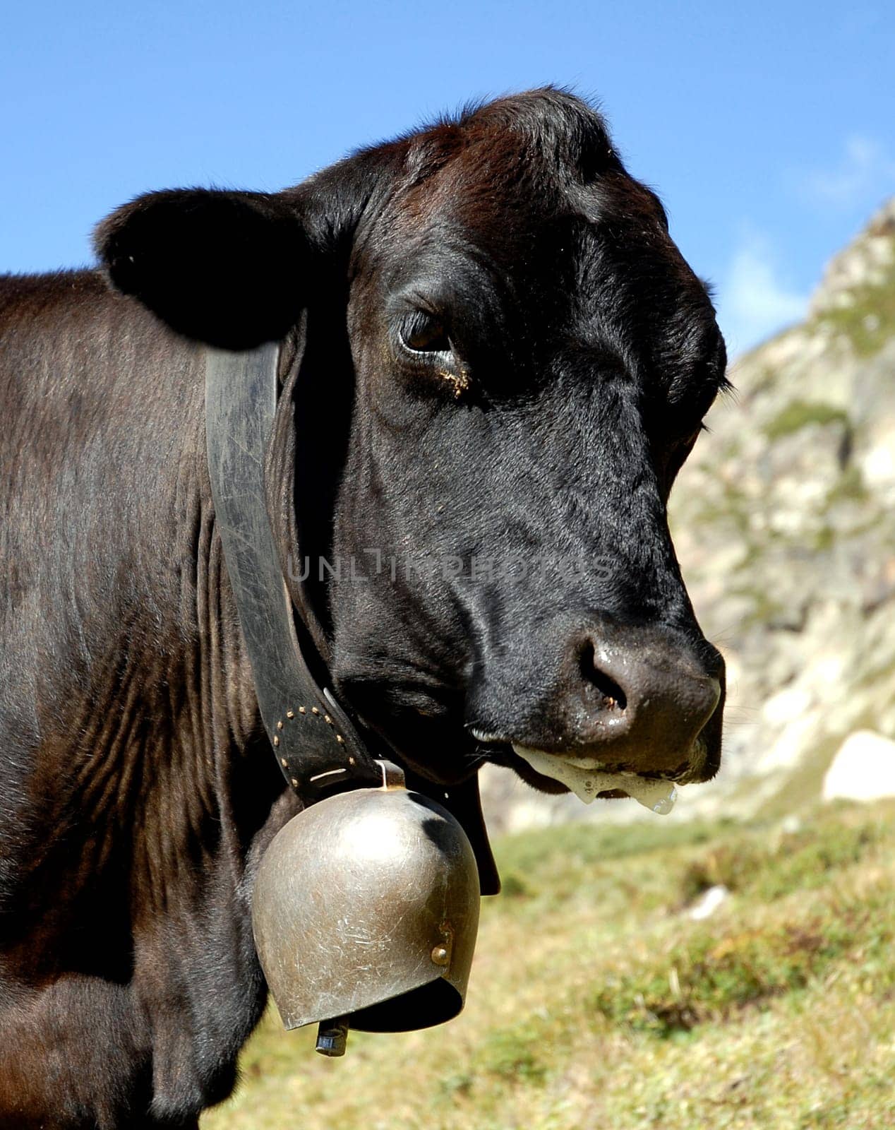 A real Swiss mountain cow