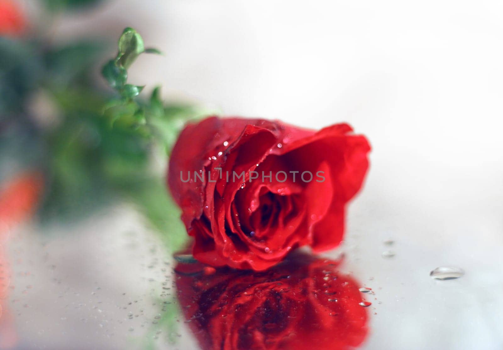 Rose für sie