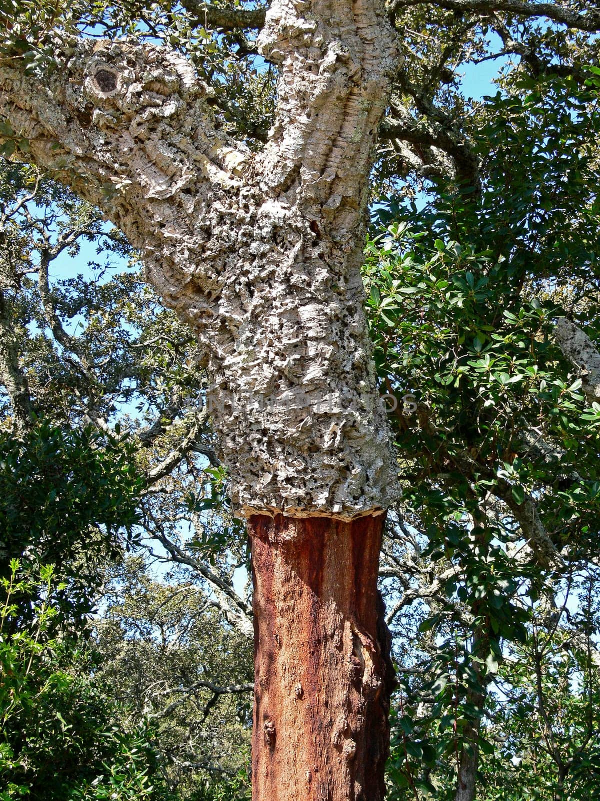 at luras,cork oak,cork oak