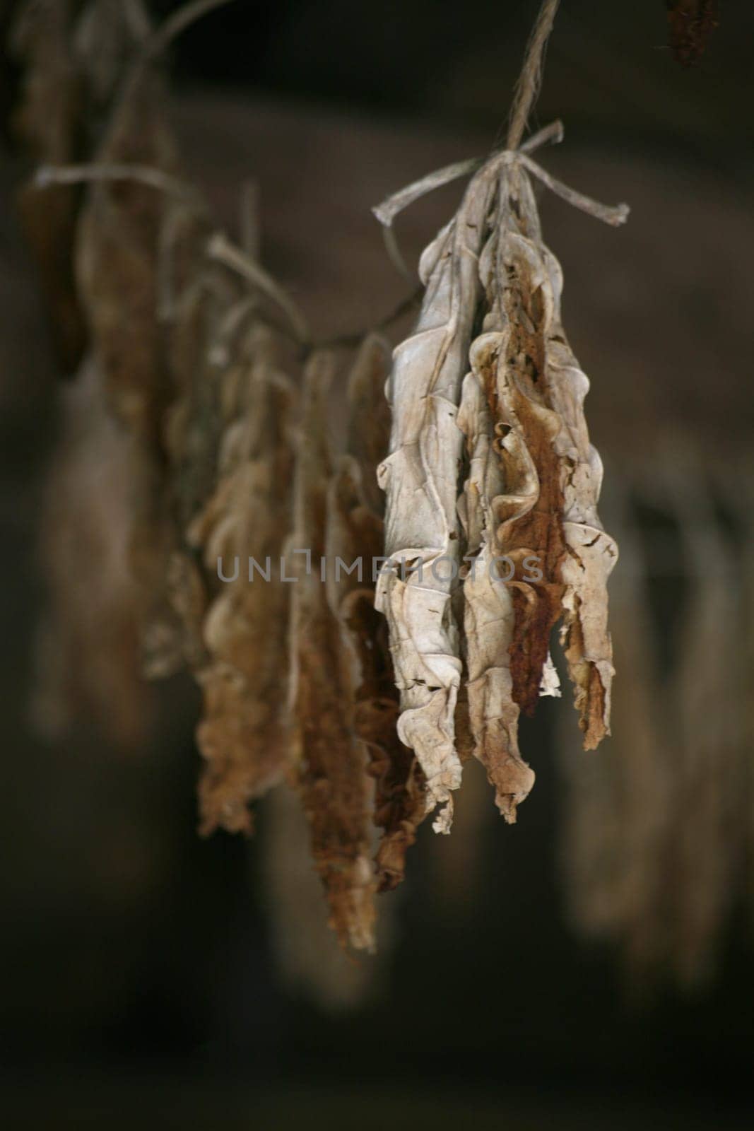 Tobacco leaves hung to dry