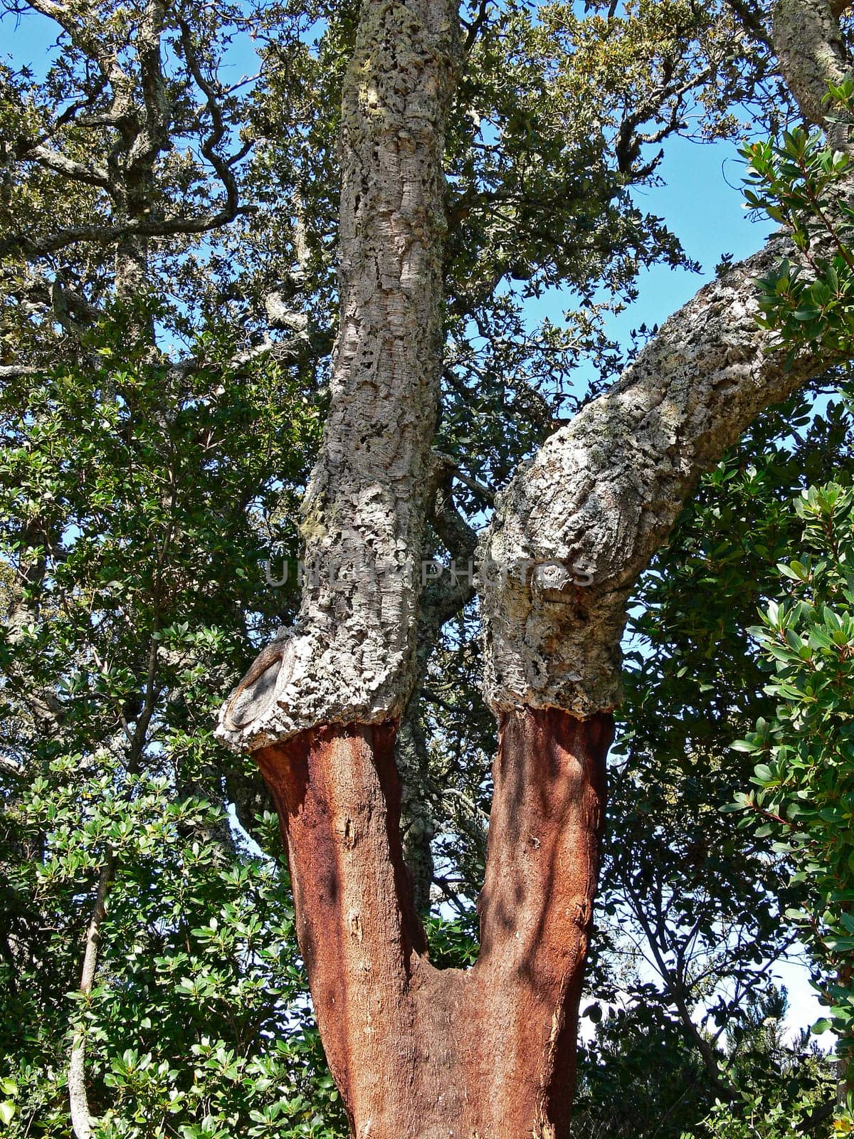 at luras,cork oak,cork oak