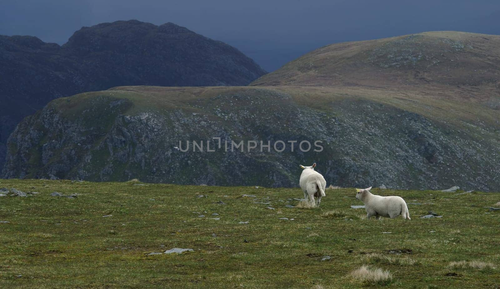Then a wall of rain came up,from which even the sheep sought shelter