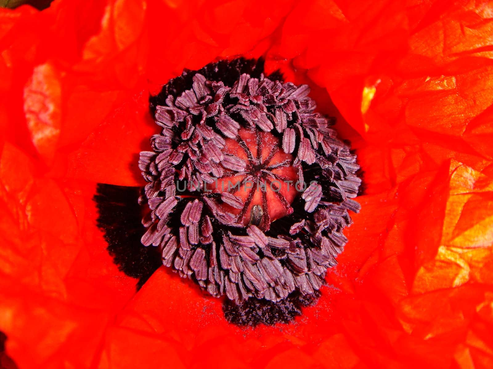 Poppy
