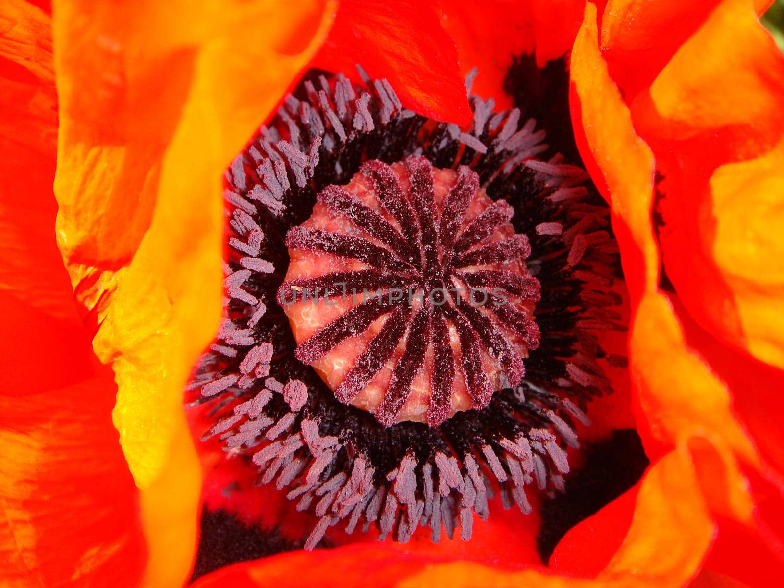 Poppy