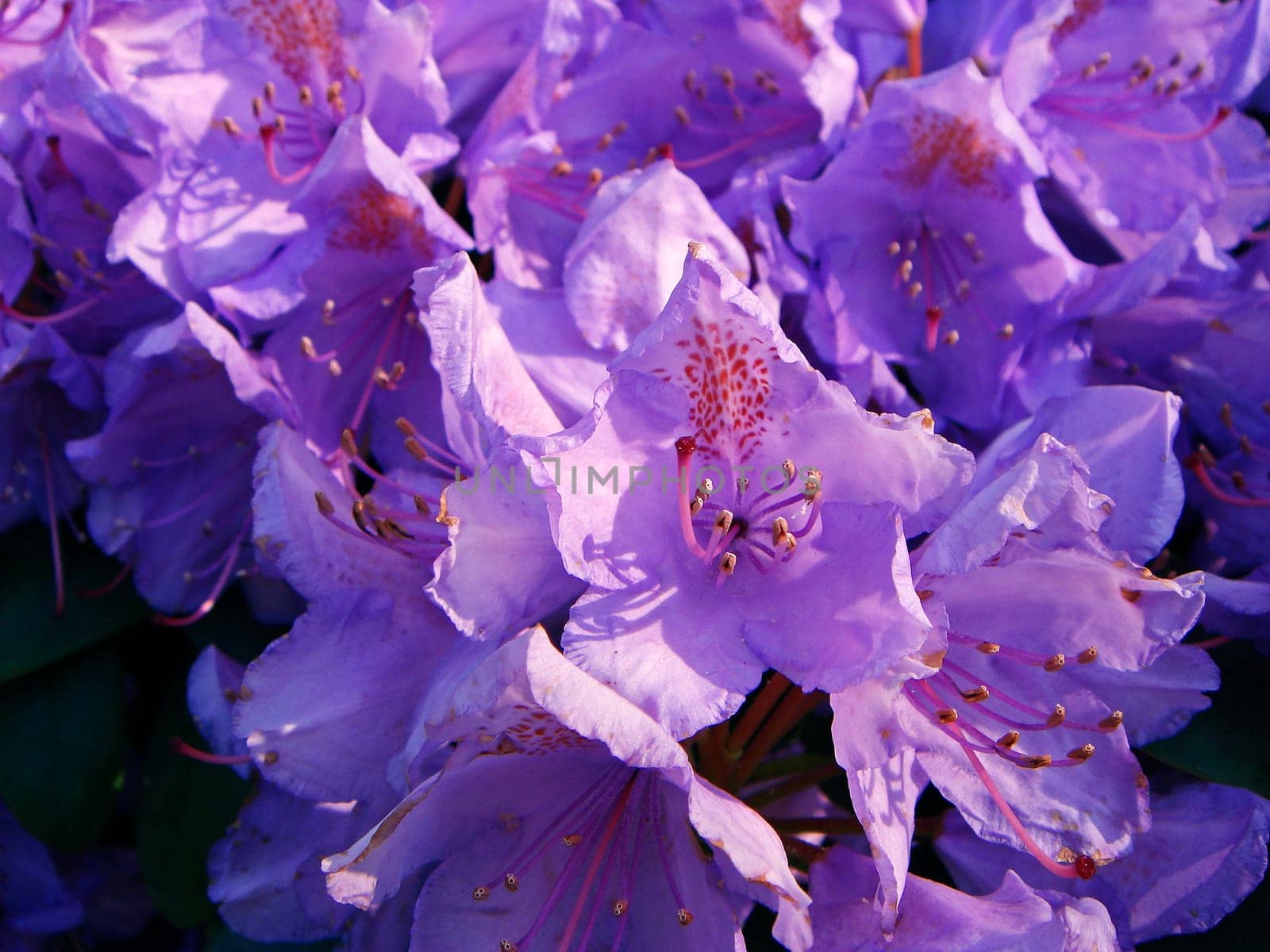 Rhododendron flower
