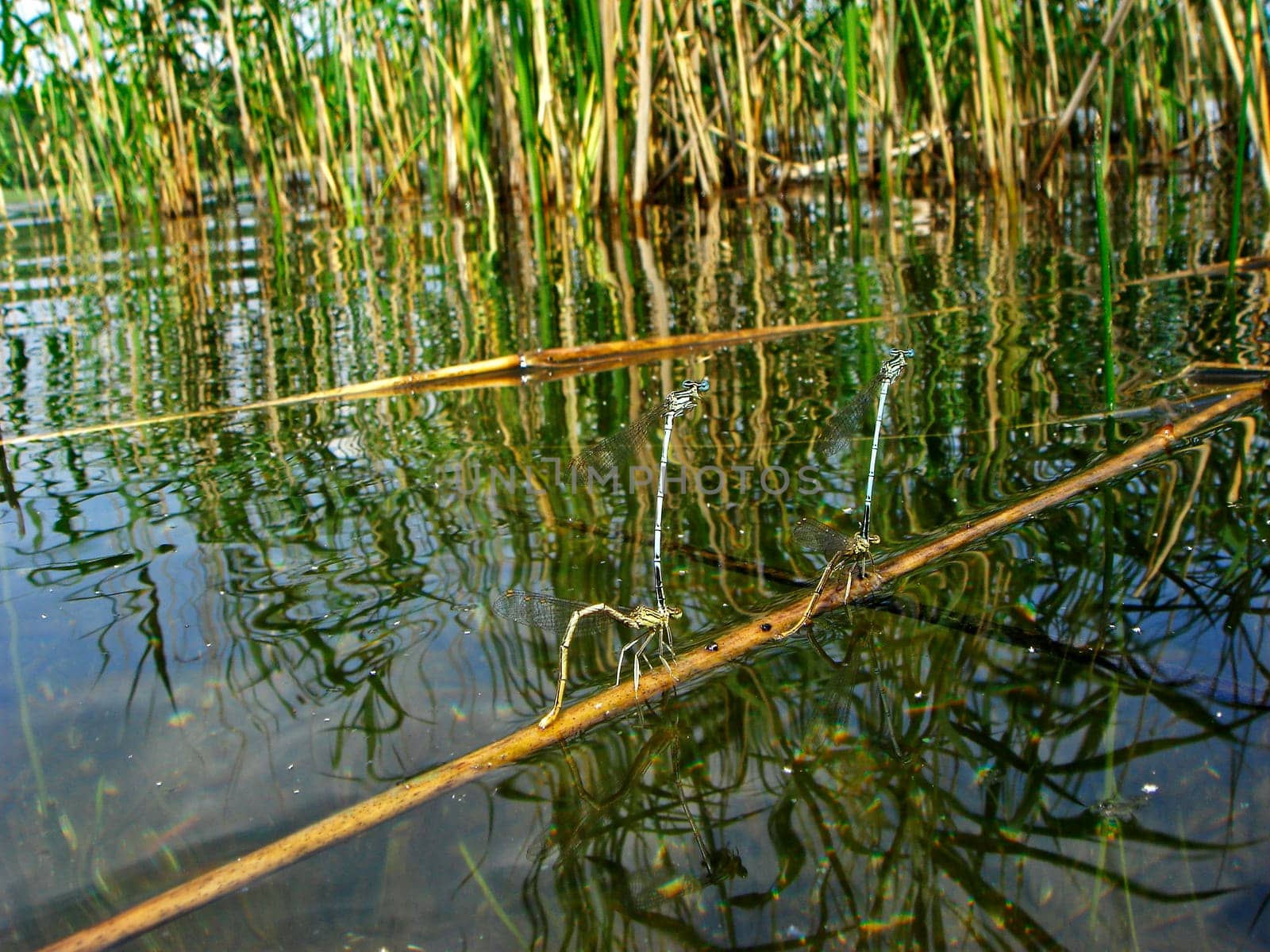 Dragonfly Wedding