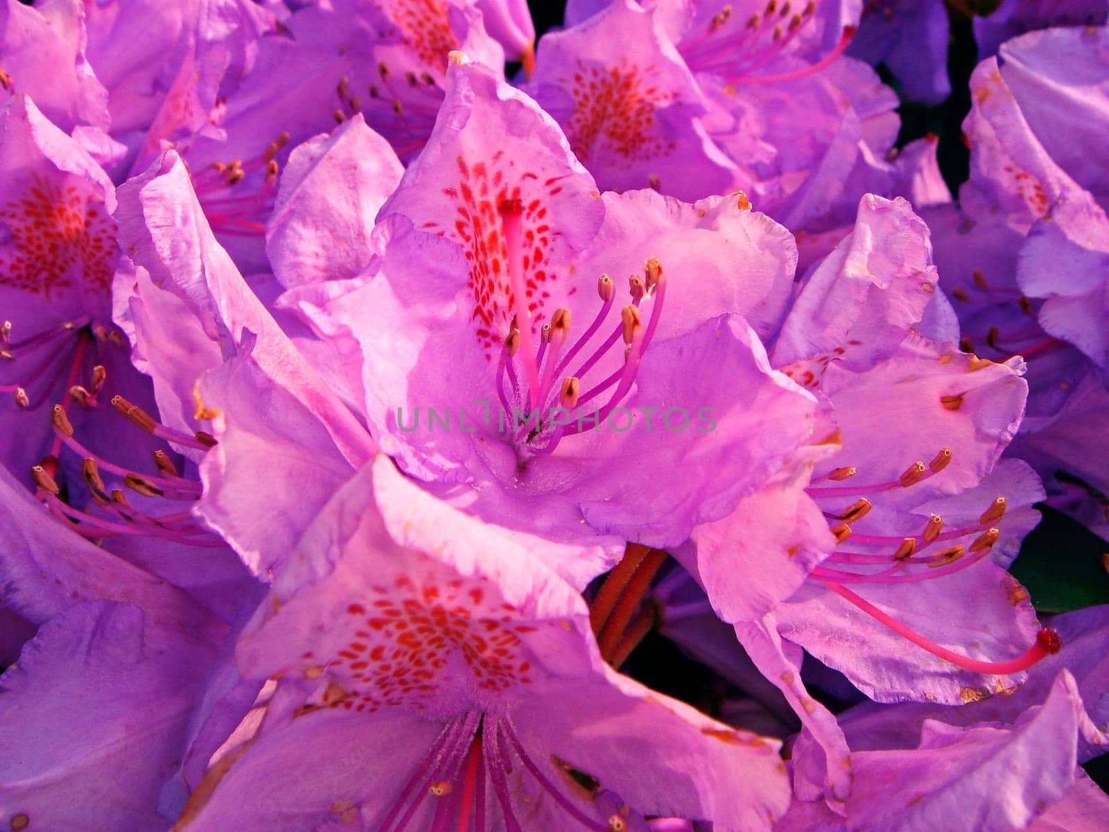 Rhododendron flower