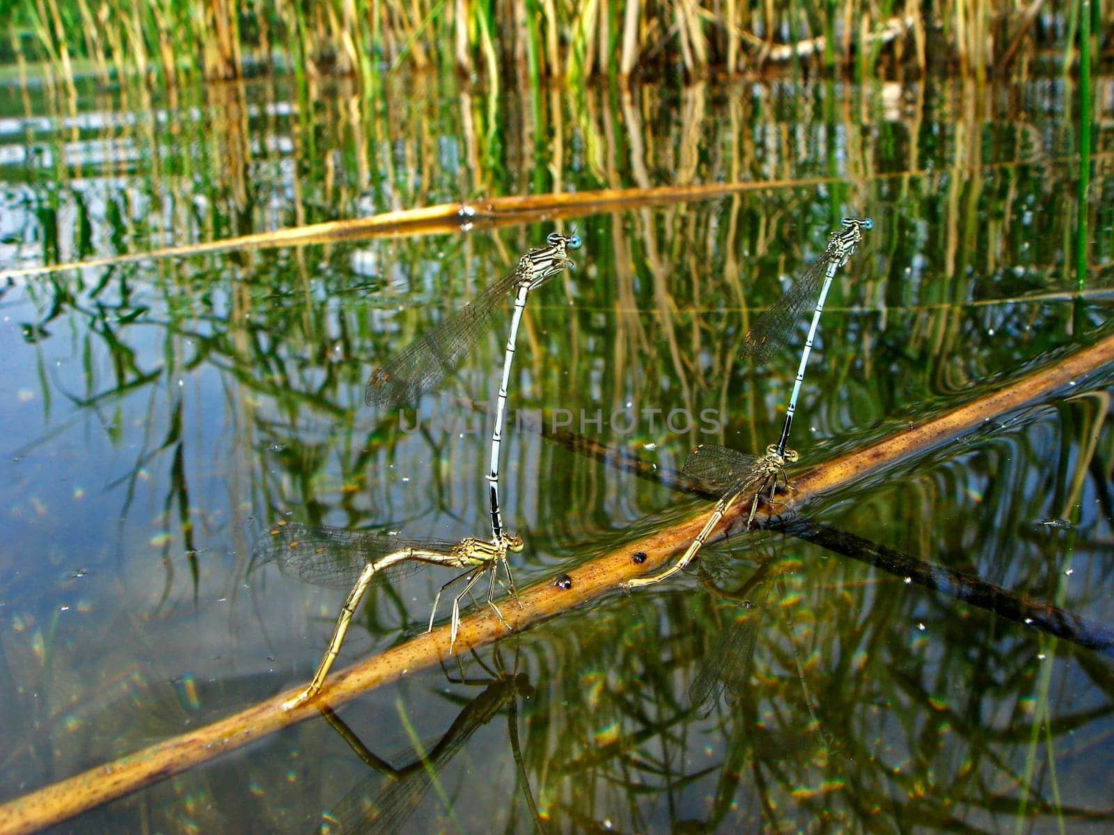 Dragonfly Wedding