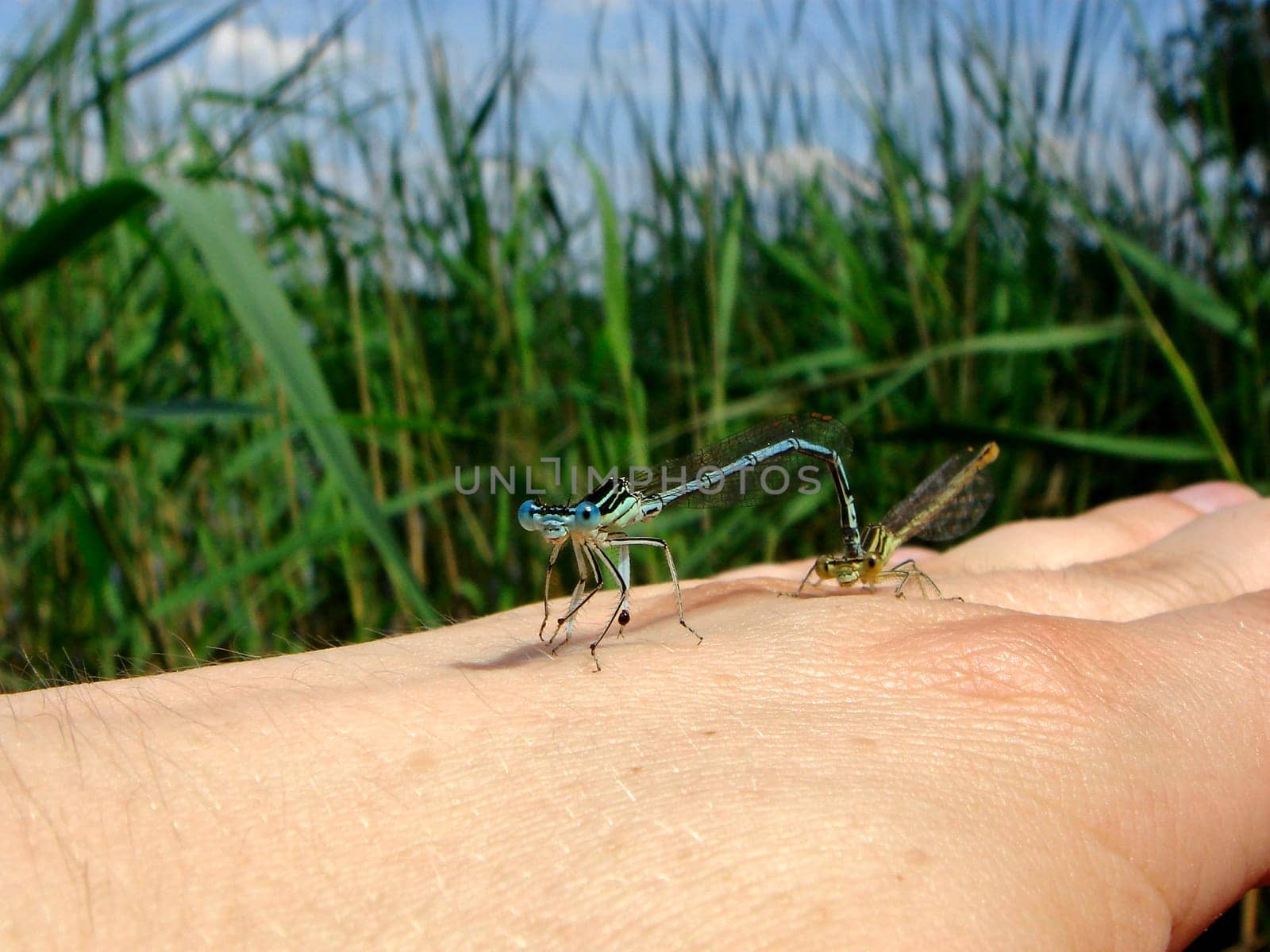 The blue one is the male,the yellow one is the female.