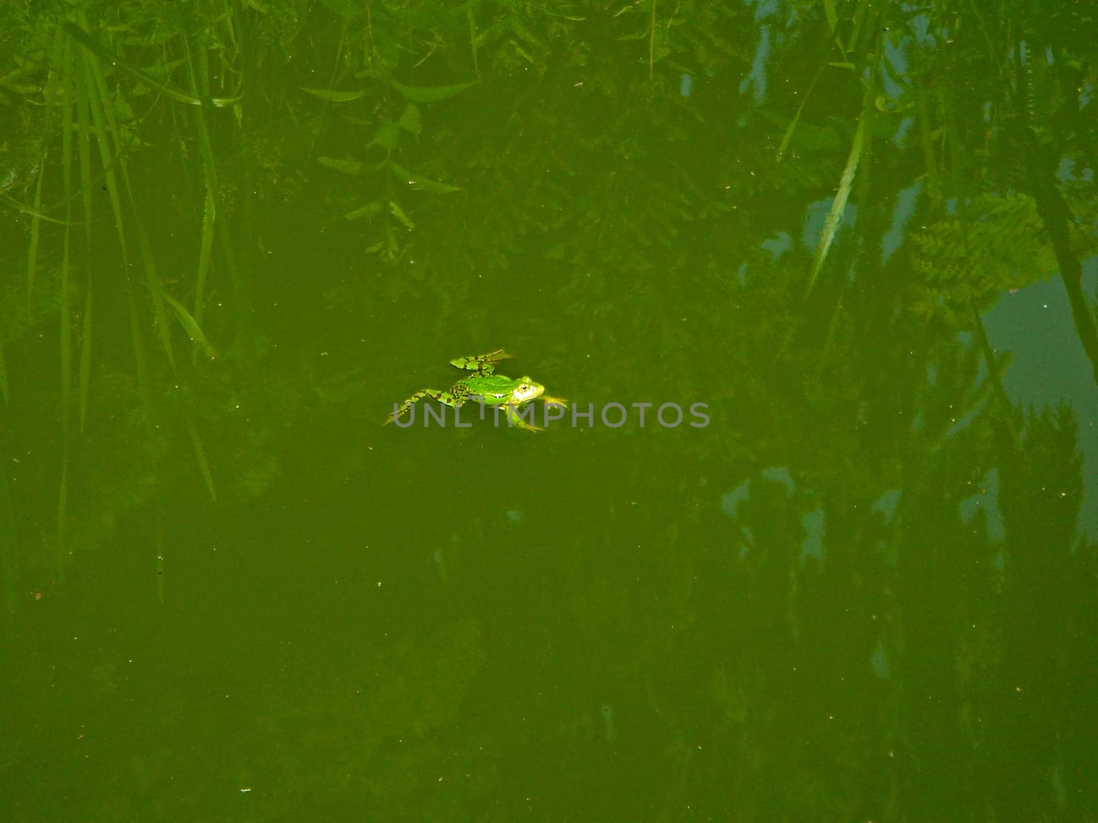 Frog in the pond