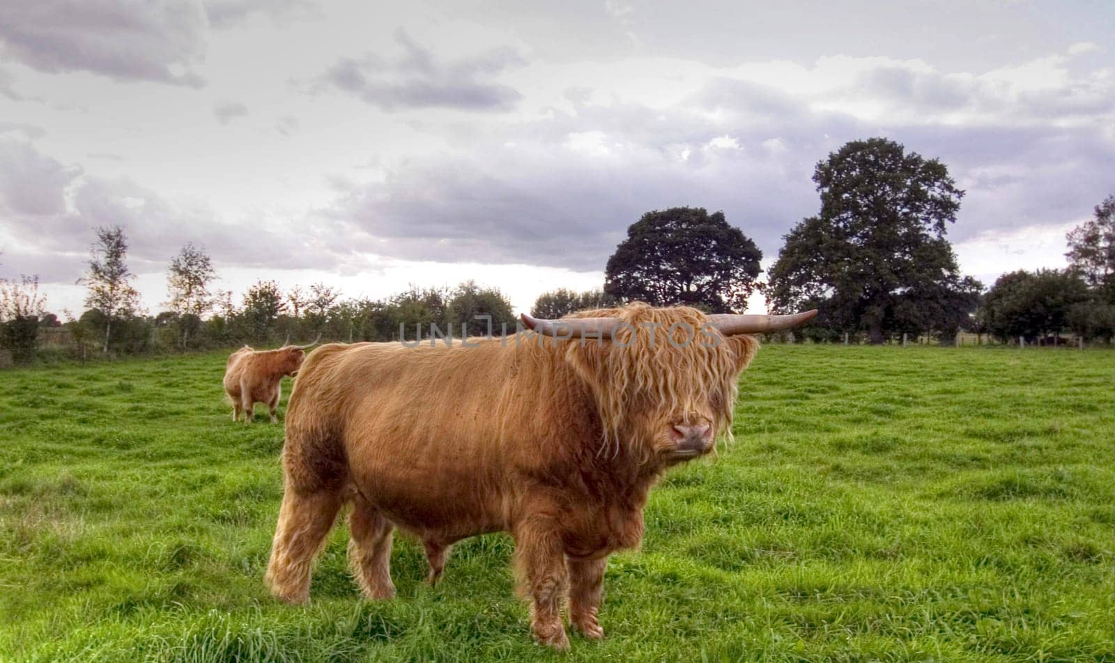 The bull...