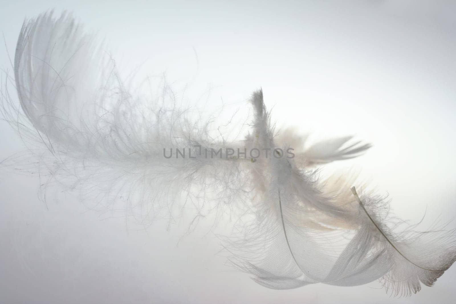 white lightness