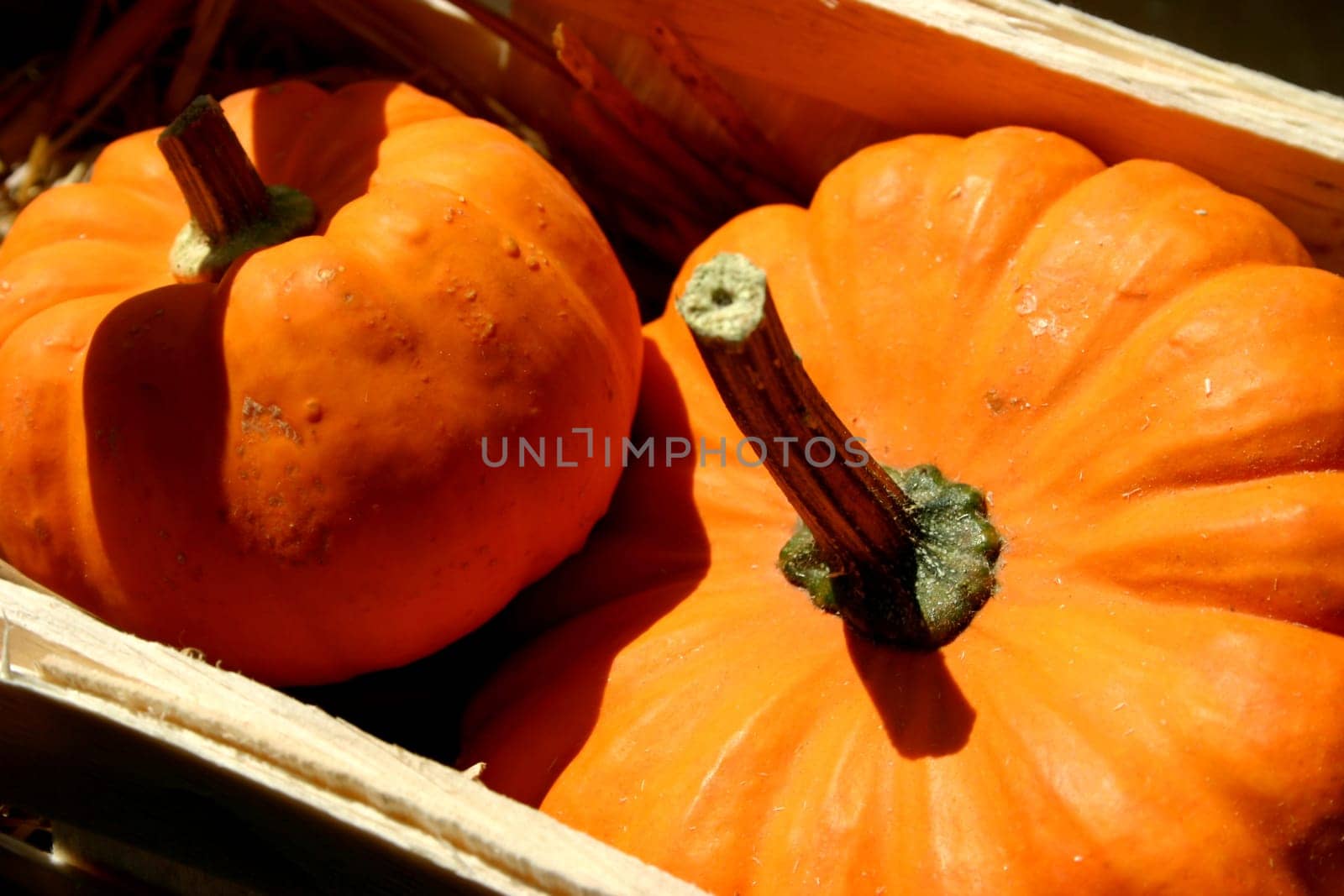 Pumpkins in a basket