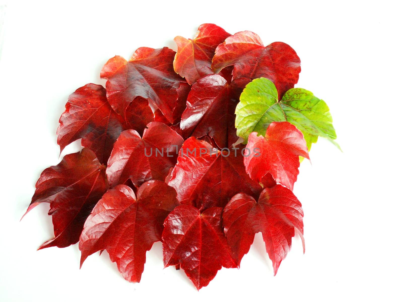 Autumn