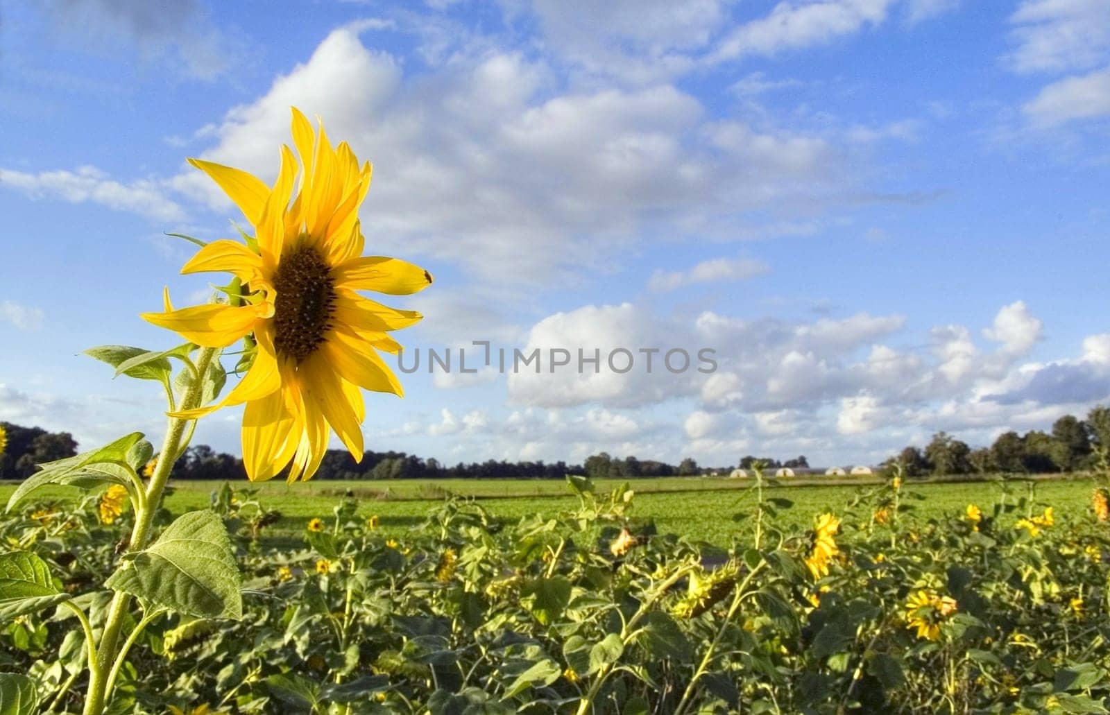 A little bit of summer...