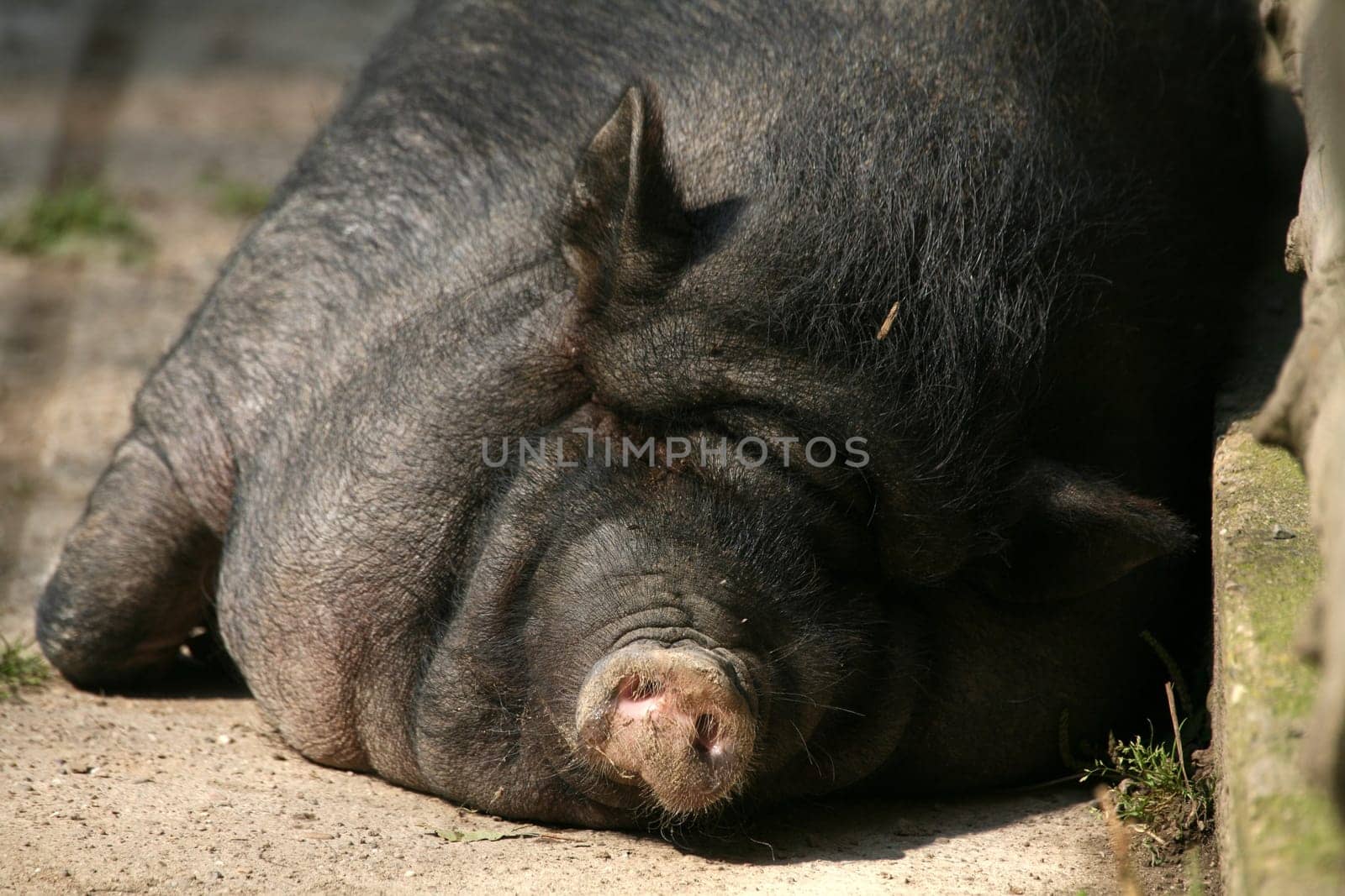 These pigs are mainly kept as pets in Vietnam