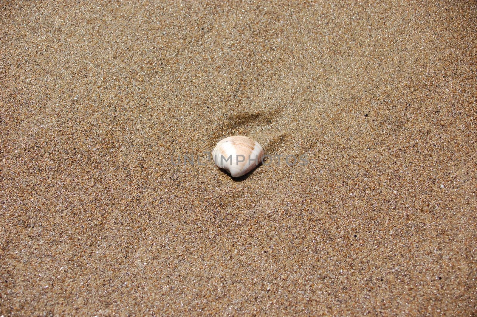 Shell in the sand