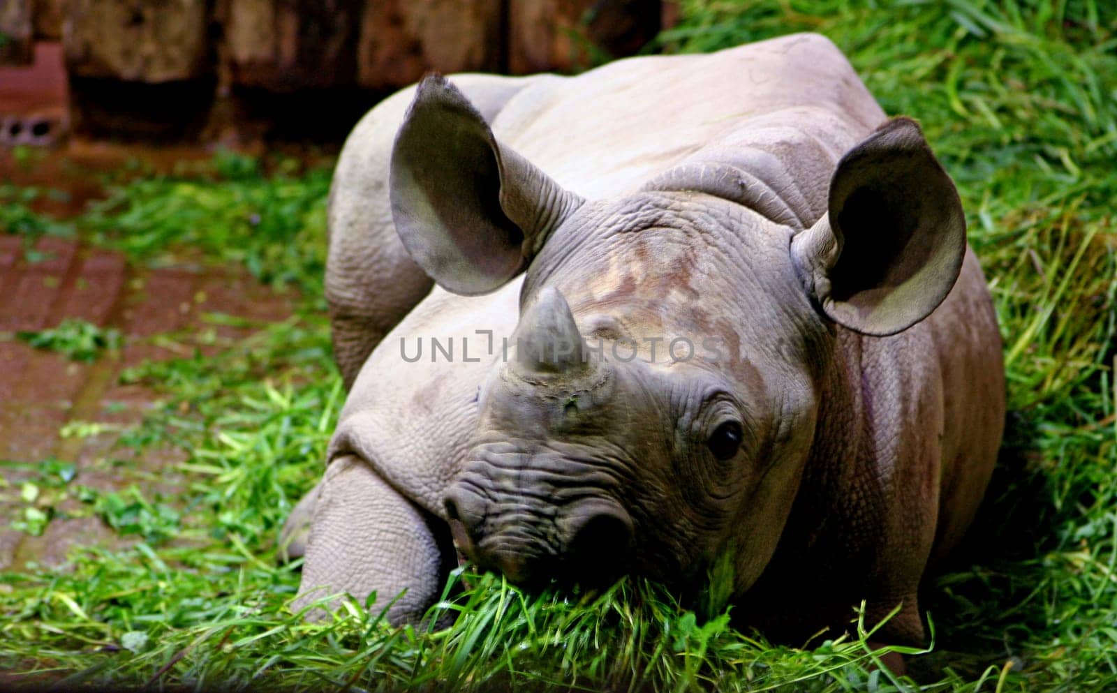 Baby rhinoceros