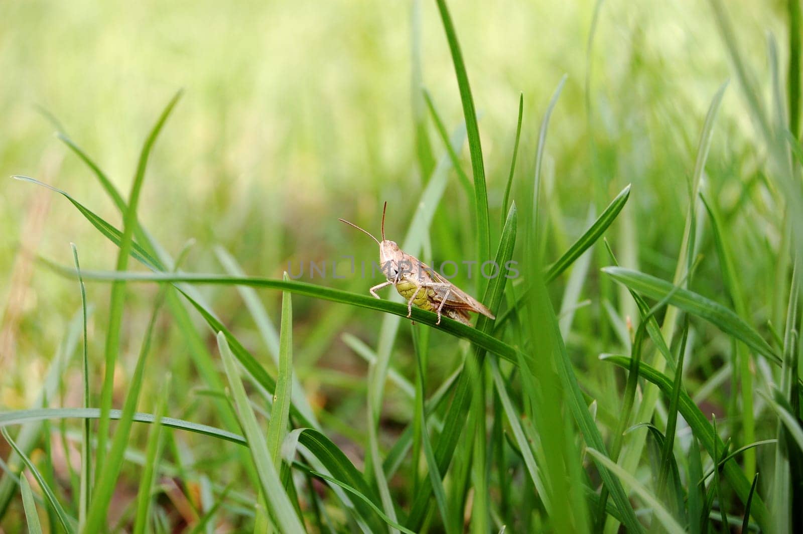 Locusts sunbathing