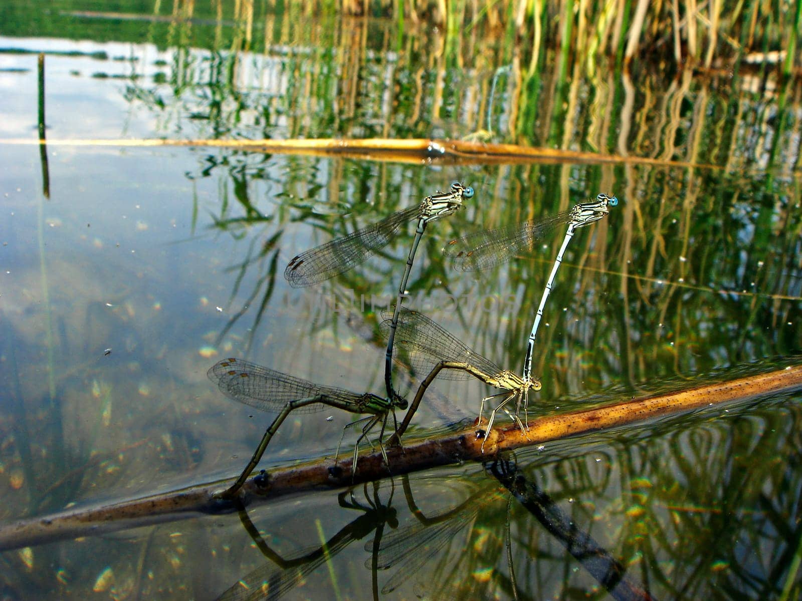 Dragonfly Wedding