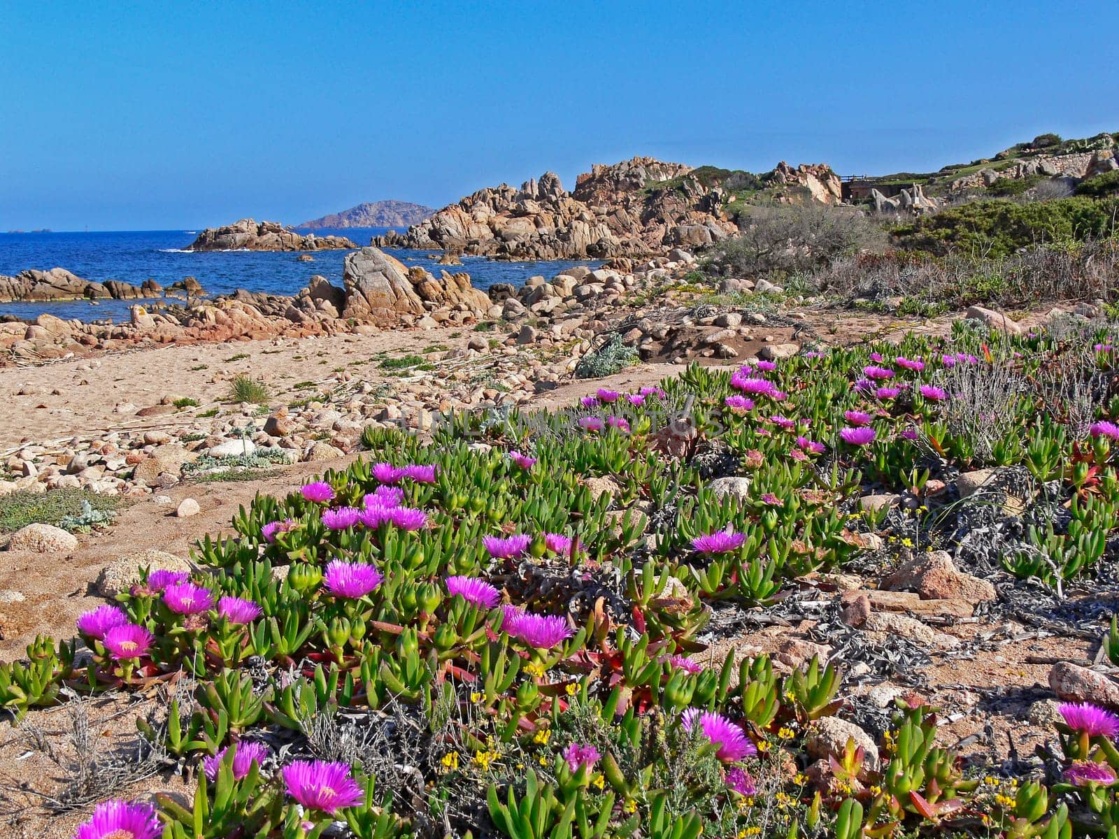 Costa Smeralda,Red Ice Plant,Ice Flowers,Carpobrotus